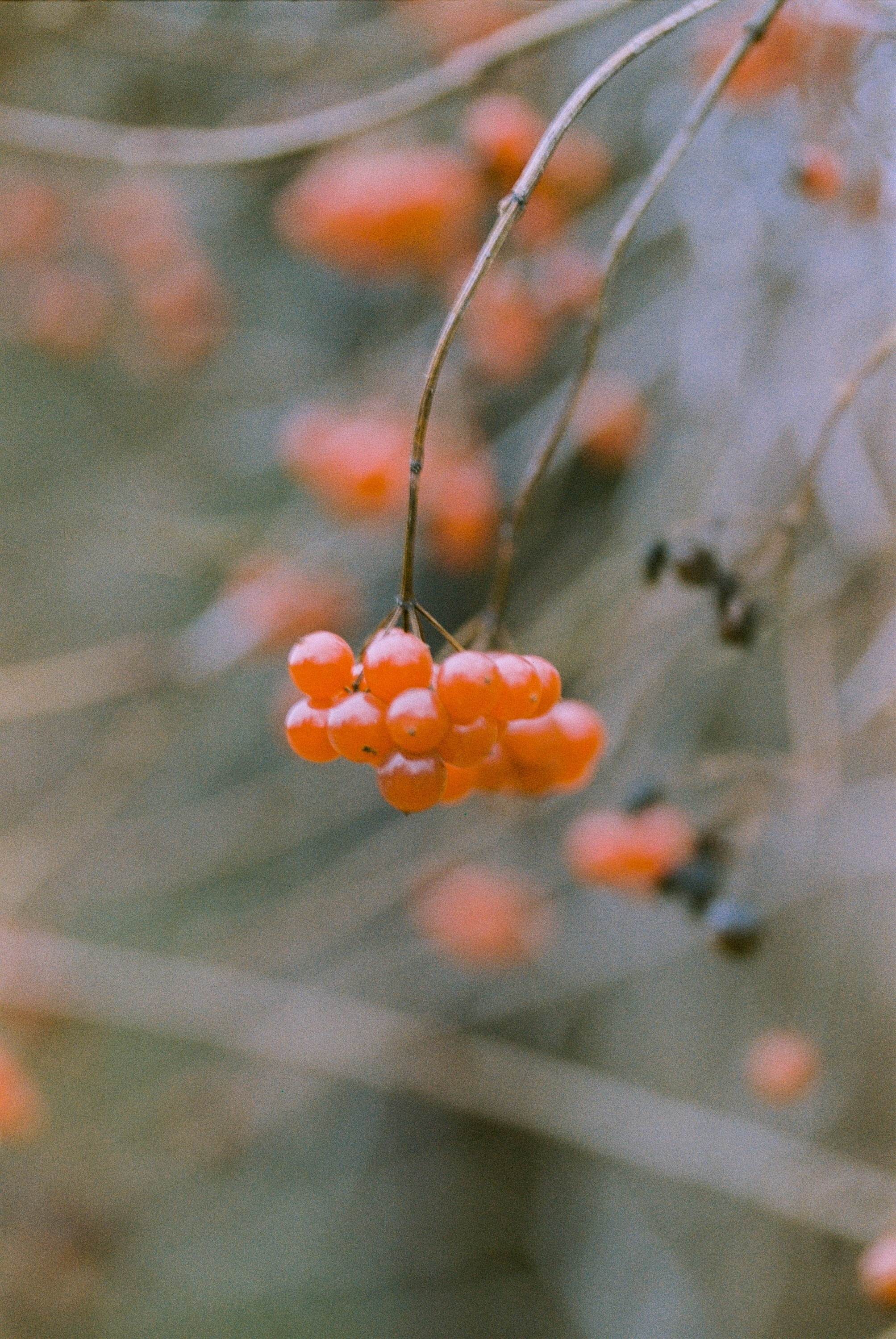 Осень на просроченную Kodak Color Plus 200 и Contax N1 с макро-объекти