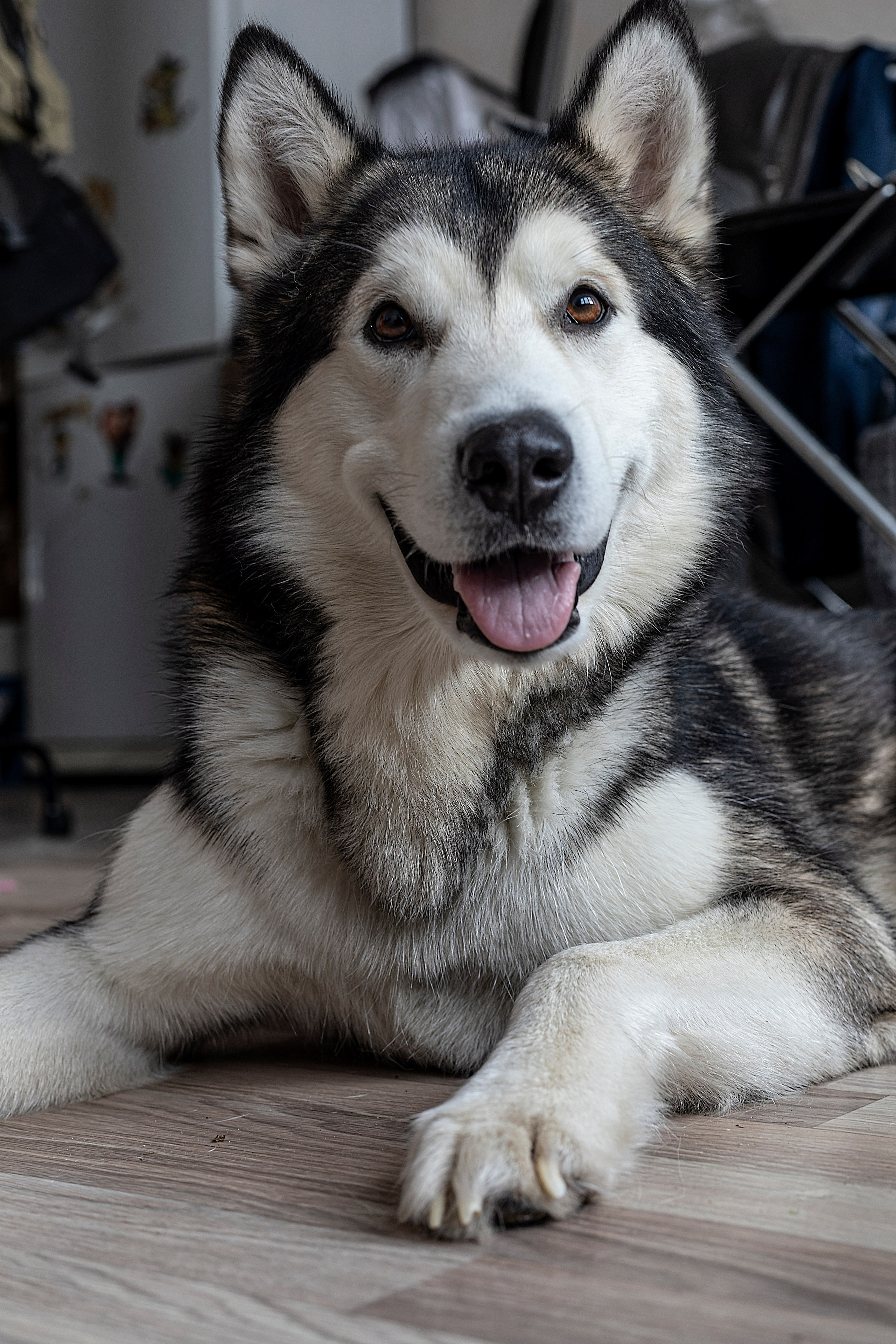 Мои маламуты.Ярик. Лев Постнов.Фотограф. Нижний Новгород