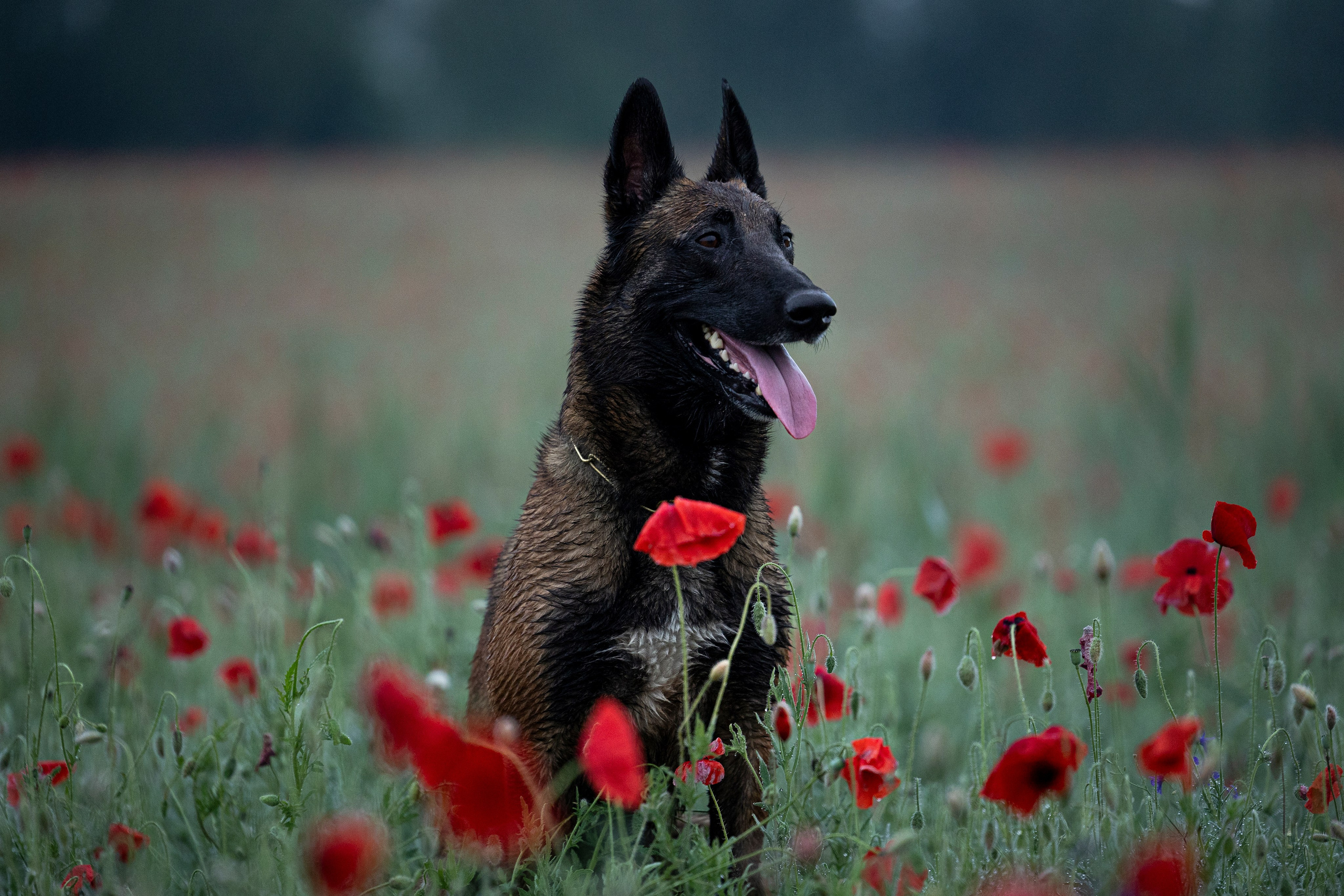 Маковое поле. Фотограф-анималист Анна Маринич