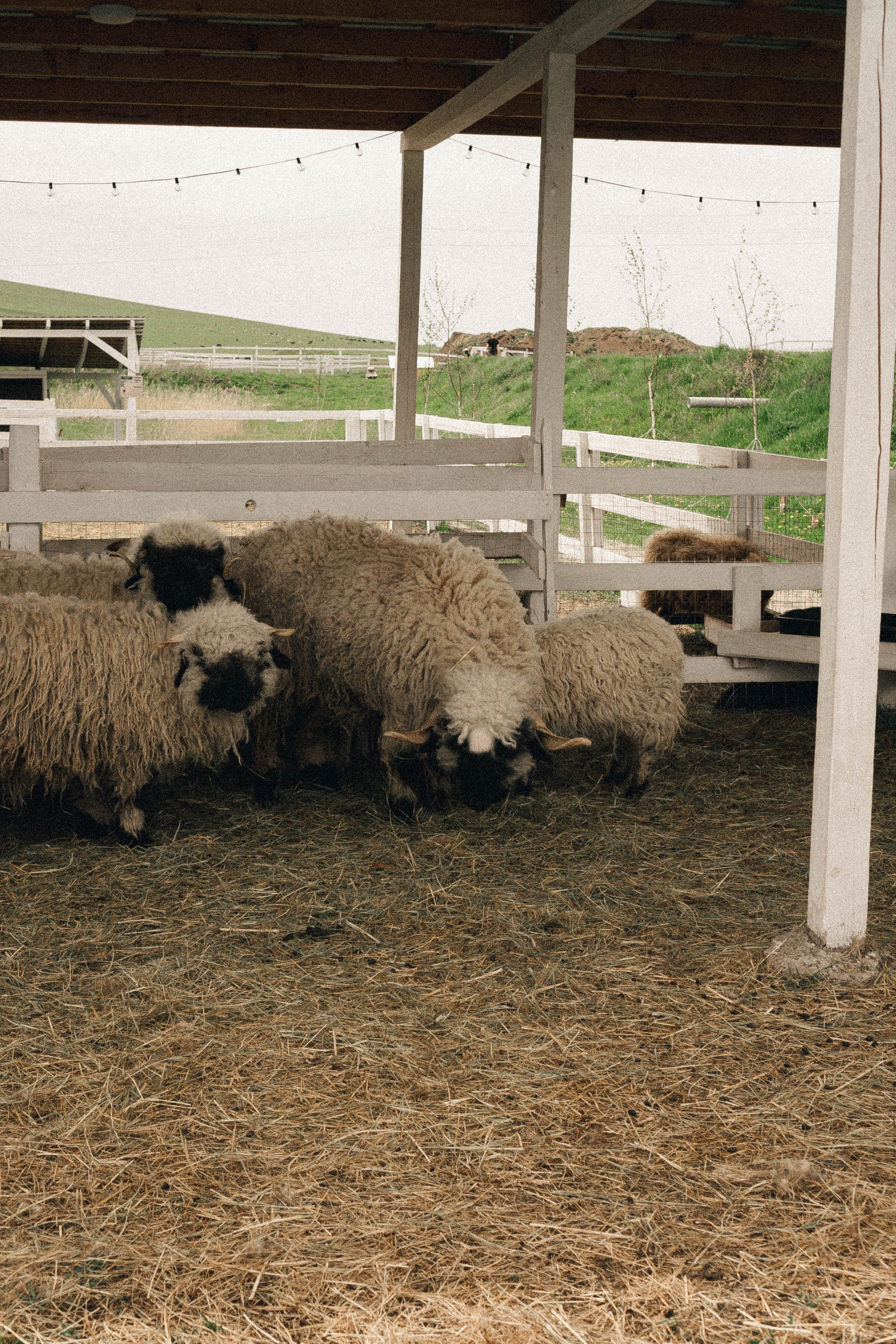 Ферма Альпак. Профессиональный фотограф, Санкт-Петербург — Виктория Богомолова