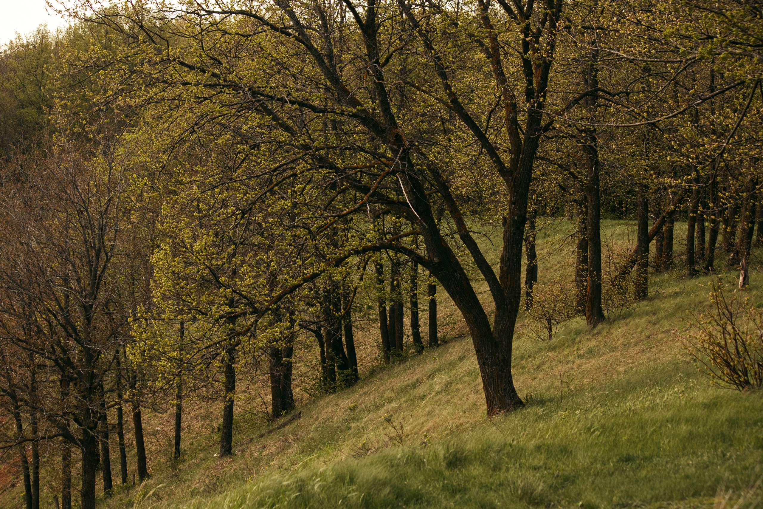 Сокольская гора. Фотограф и видеограф в Бугульме Аня Трутнева