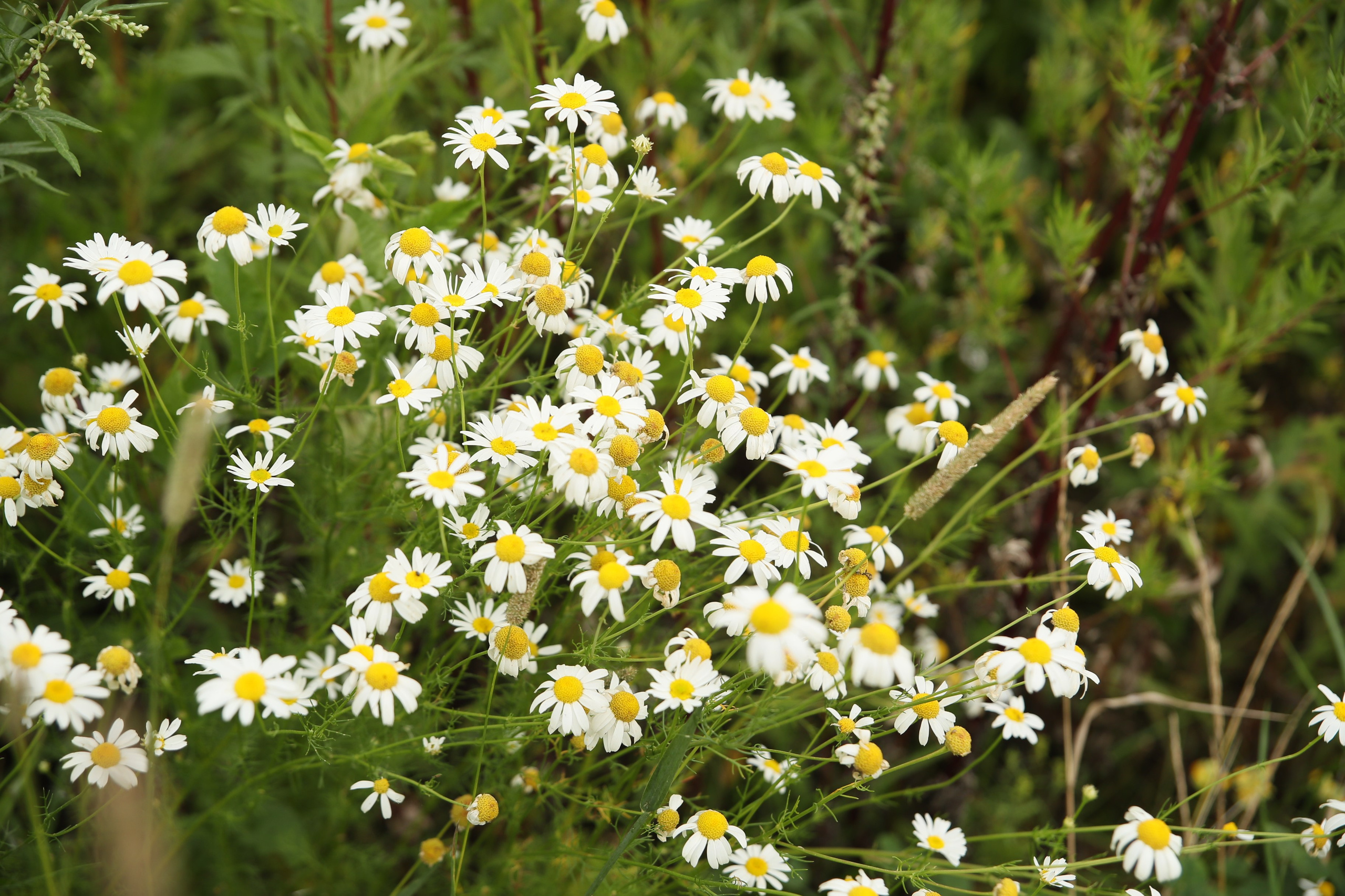 GOLDEN RING ULTRA TRAIL 2025. Фотограф Диана Иремадзе