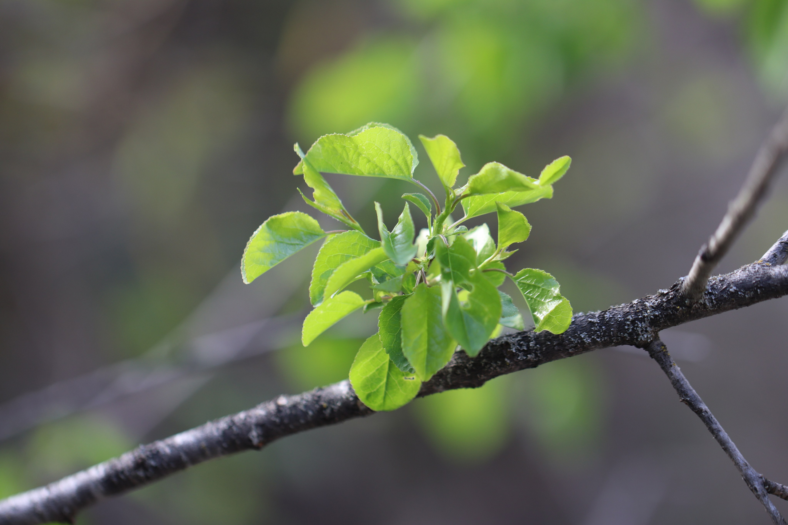 Крым. ЮБК (Бахчисарай, Кастрополь, Таракташская тропа). Май 2021. Путешественник-фотограф из Санкт-Петербурга Татьяна Свистулина