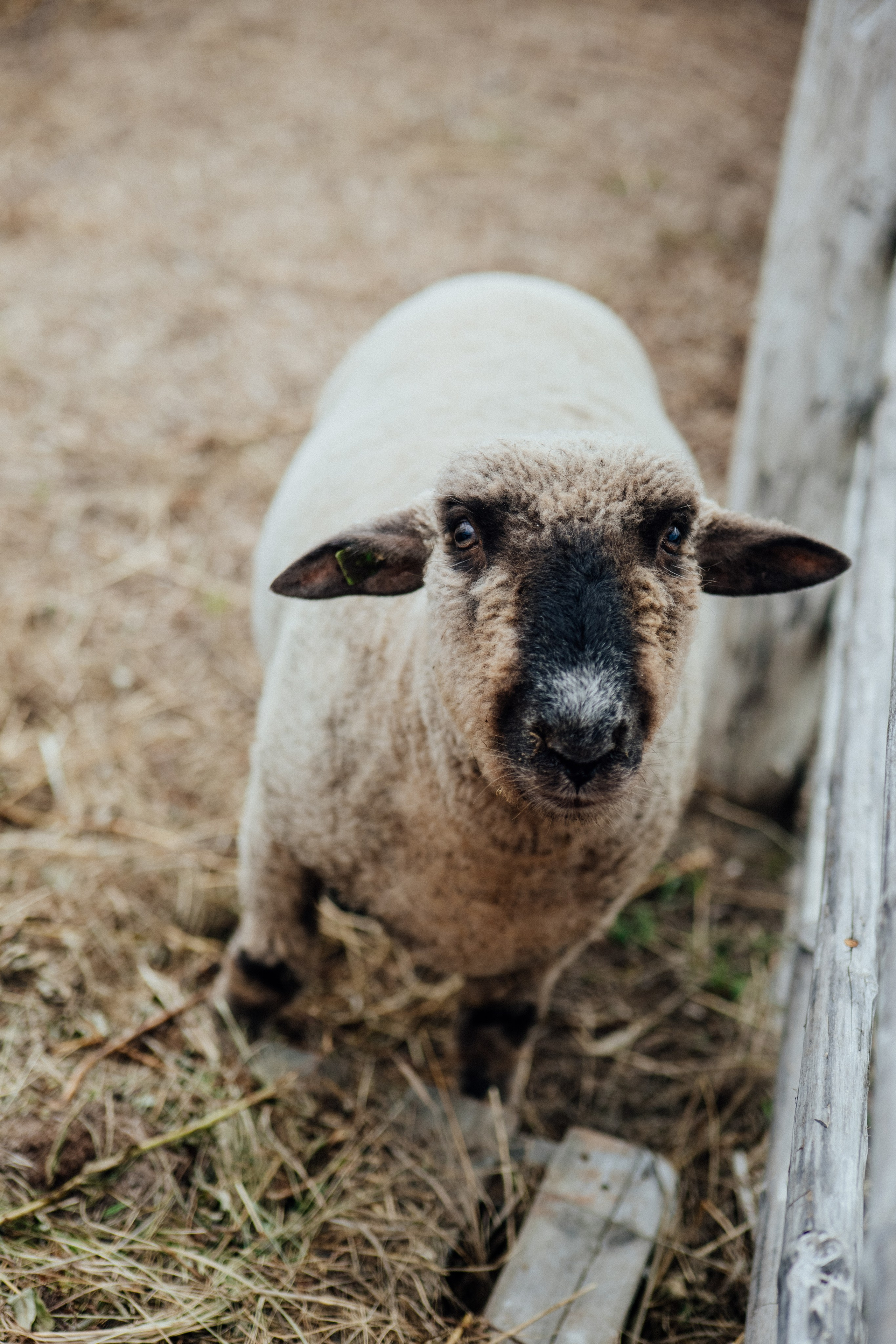 ЭТНОПАРК ГЕОГРАФИКА. Создание контента | Фото | Видеосъемка | Александр Ярков