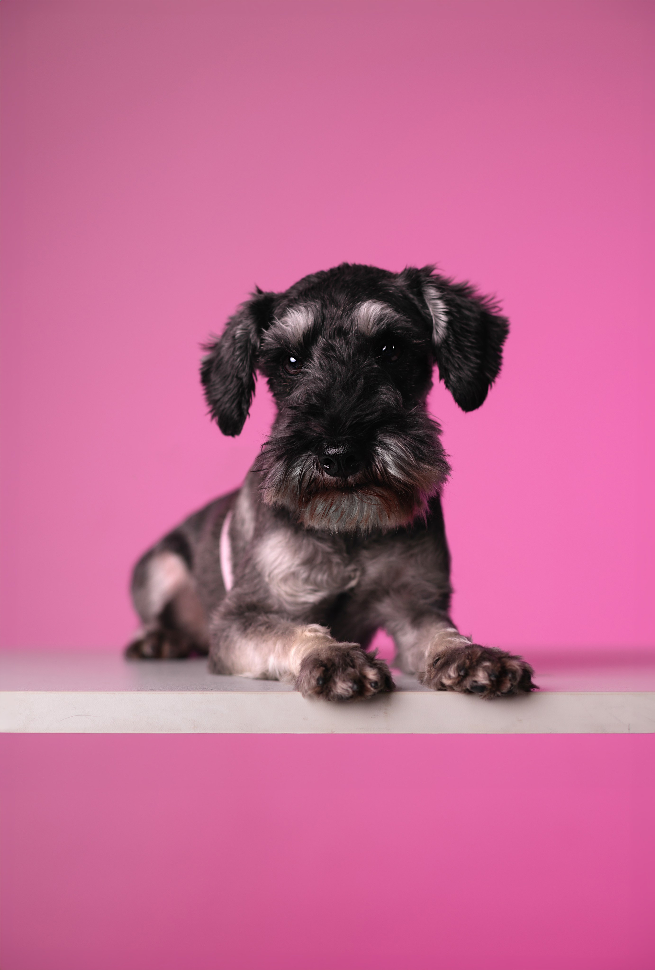 Неон 2 (фотодень). Фотограф анималист Кристина Карпова, Москва