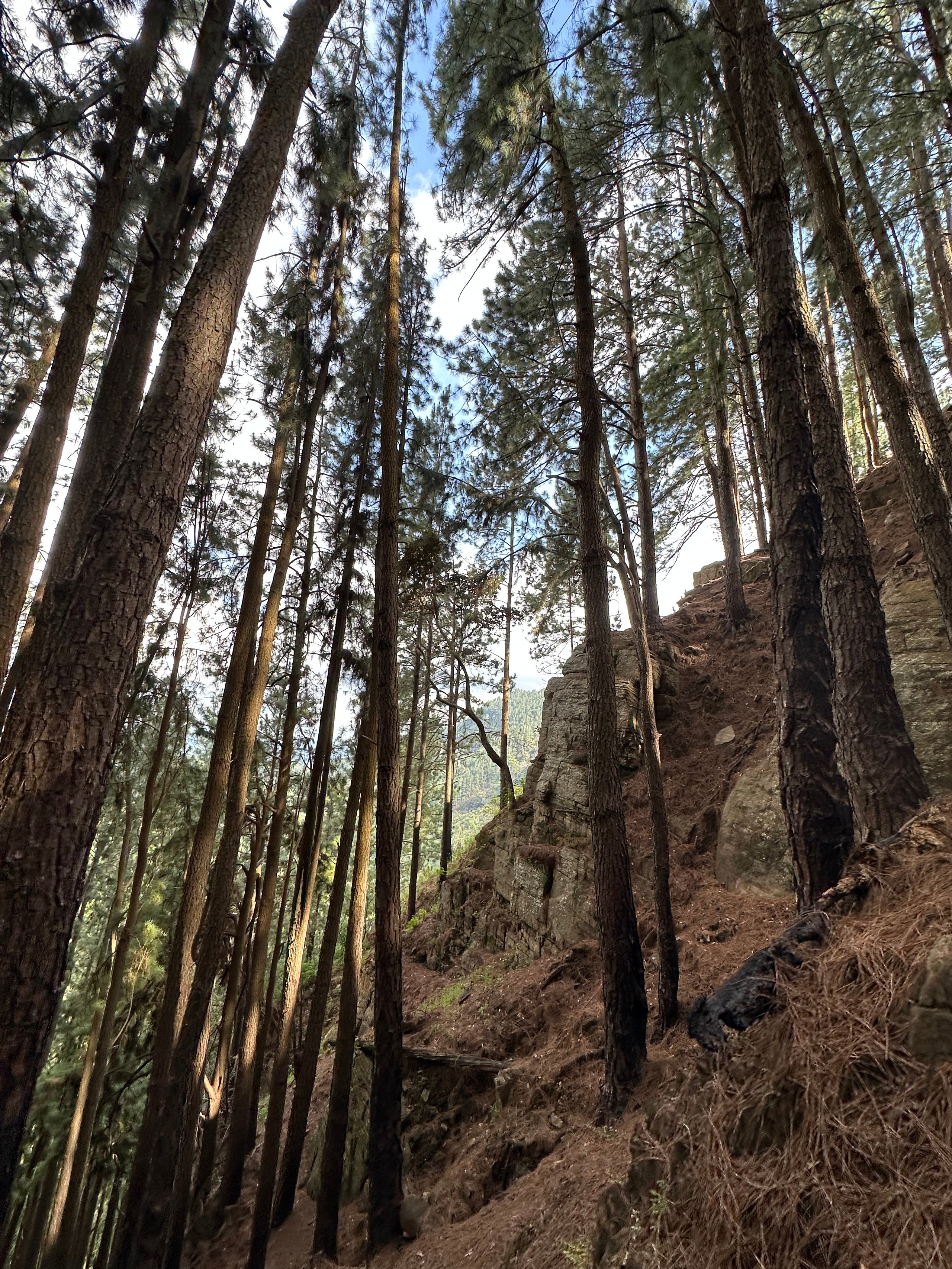 route through the forest