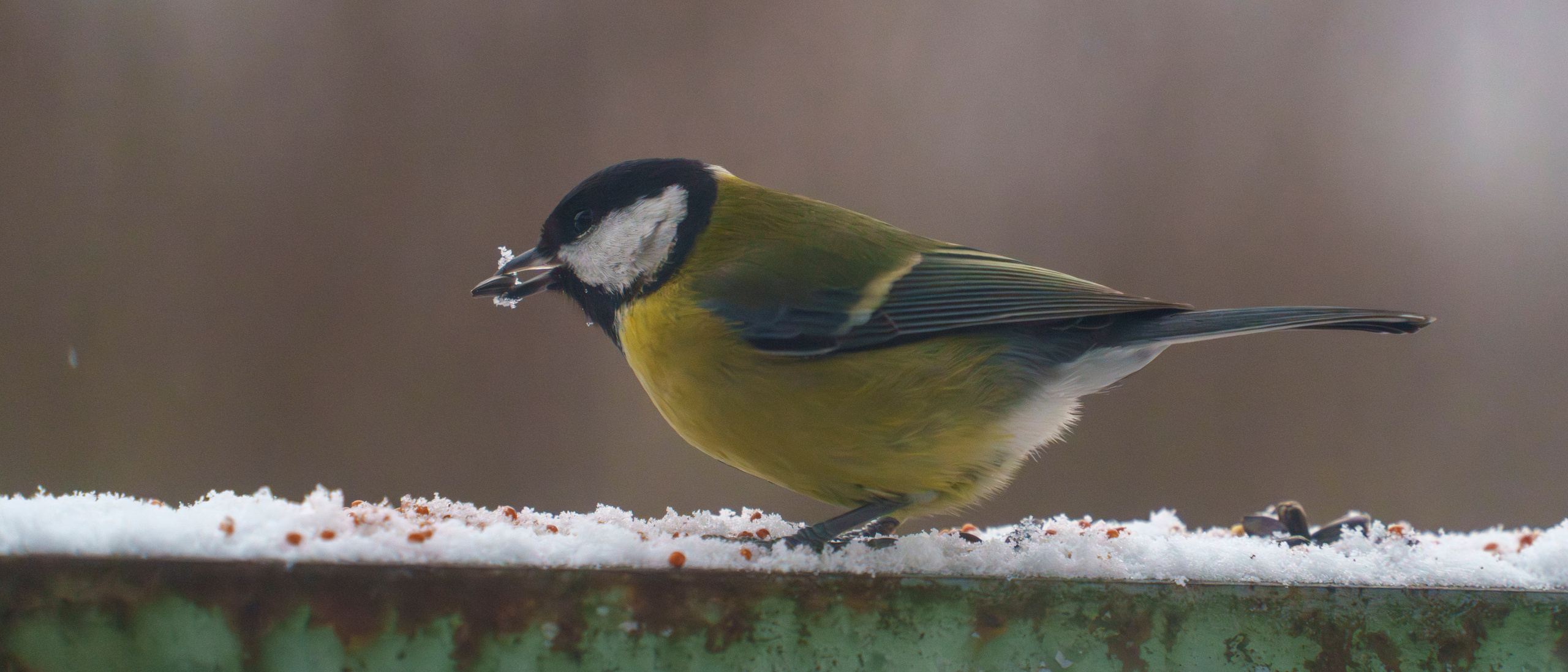 Animals — Животные