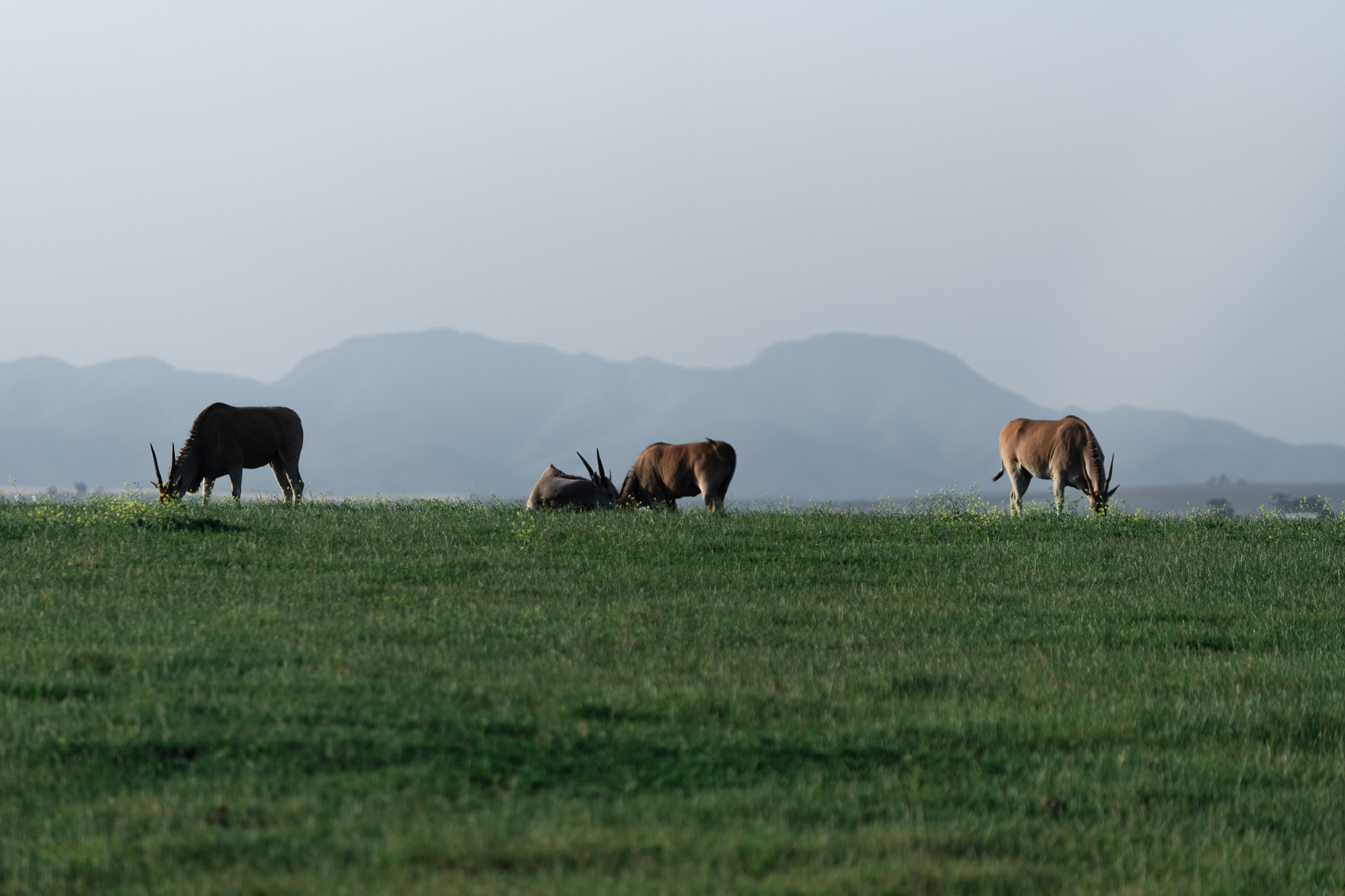 Africa/UAR. @oljiofilm: Олег Иванов — фотограф