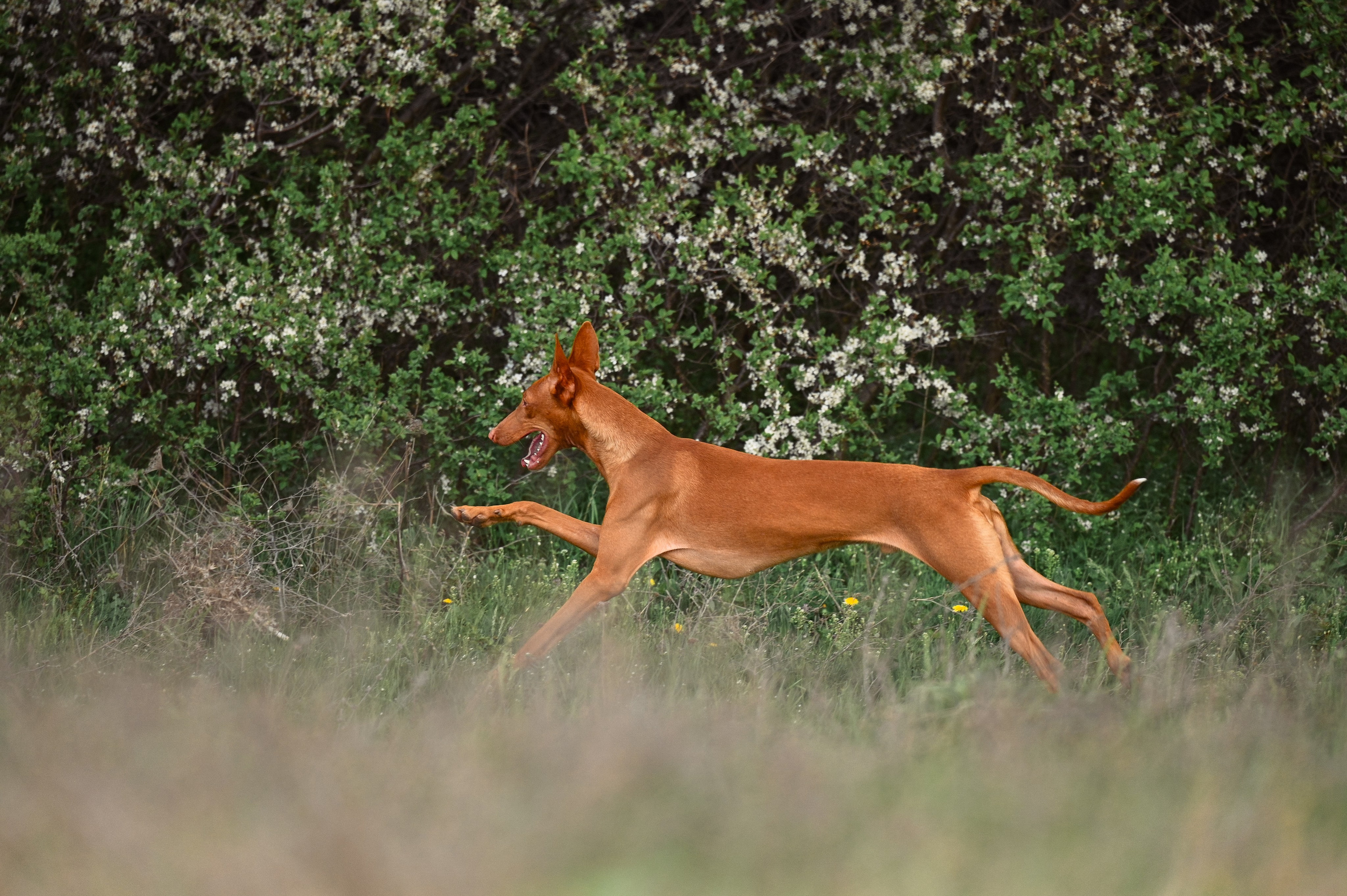 Фараонова собака Ромарио. Фотограф в Ростове —на — Дону