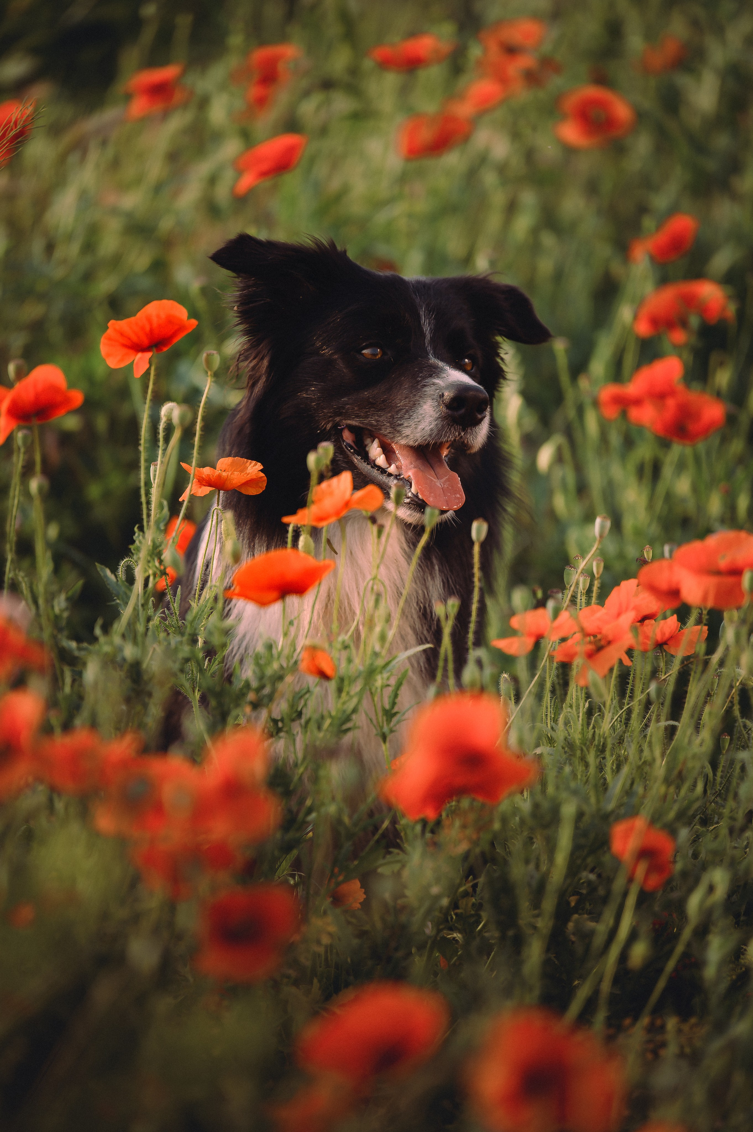 Прогулка на рассвете с бордер-колли. Фотограф в Ростове —на — Дону