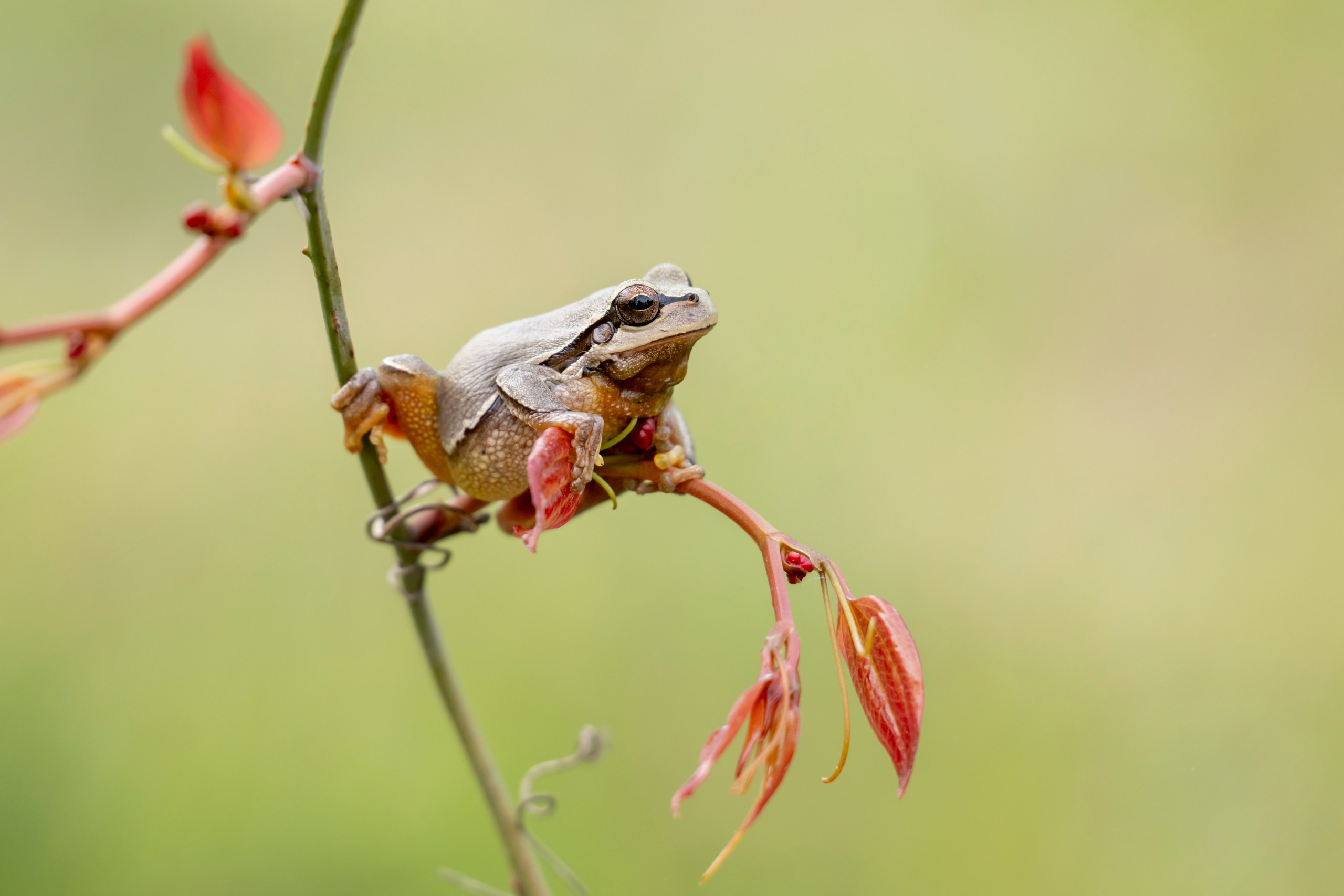Дикая природа Дагестана. Май 2025 г. Foto-Zuev фотография как искусство