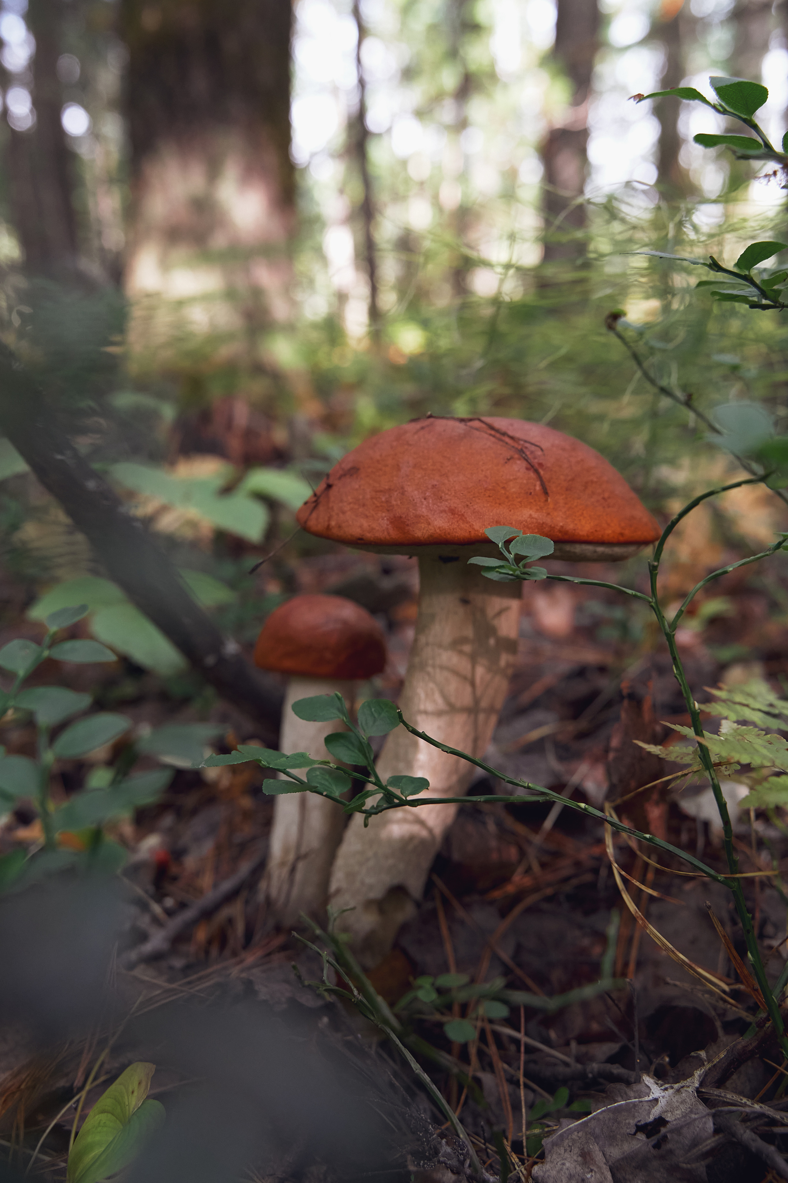 Природа. Фотограф Перминова Евгения