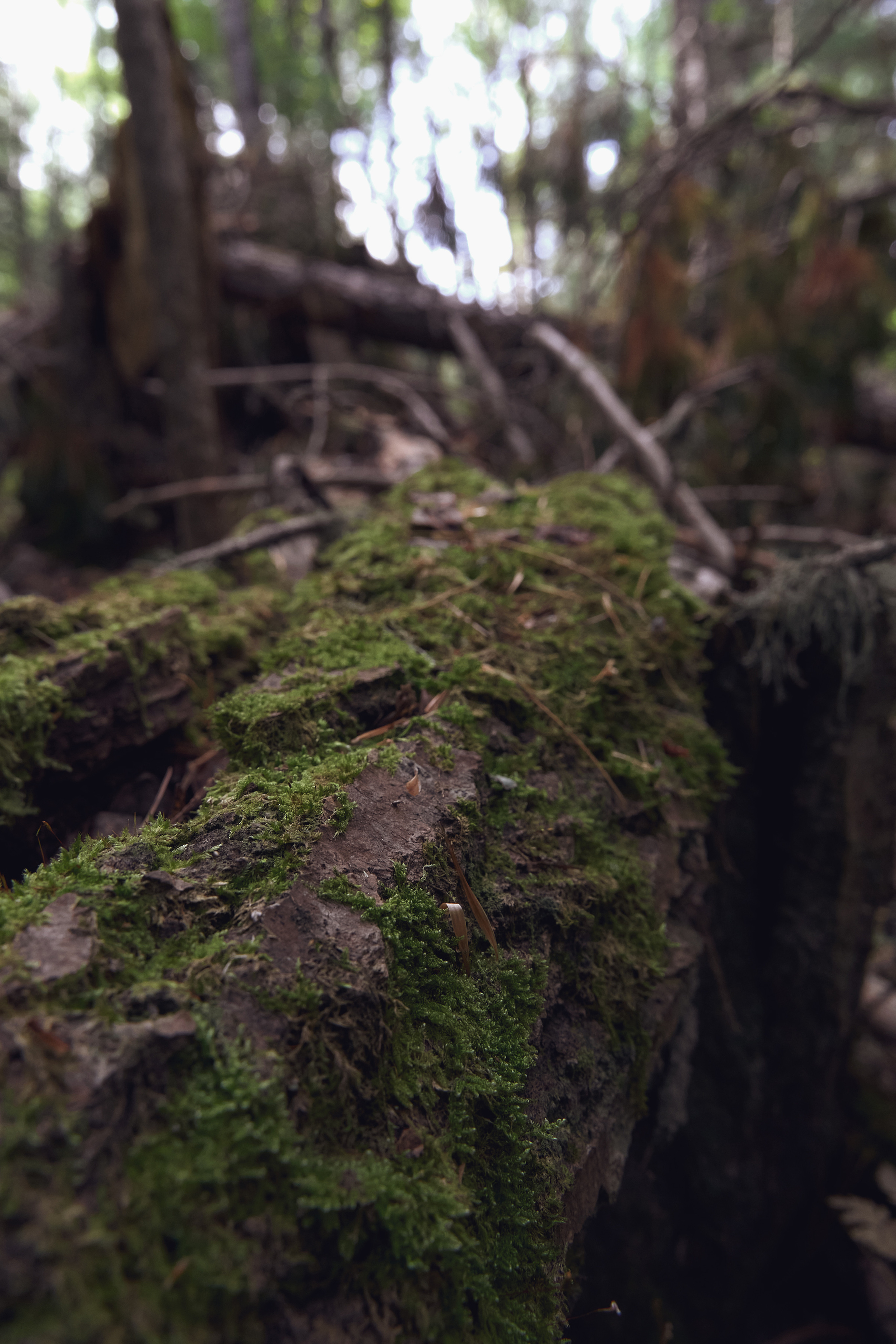 Природа. Фотограф Перминова Евгения