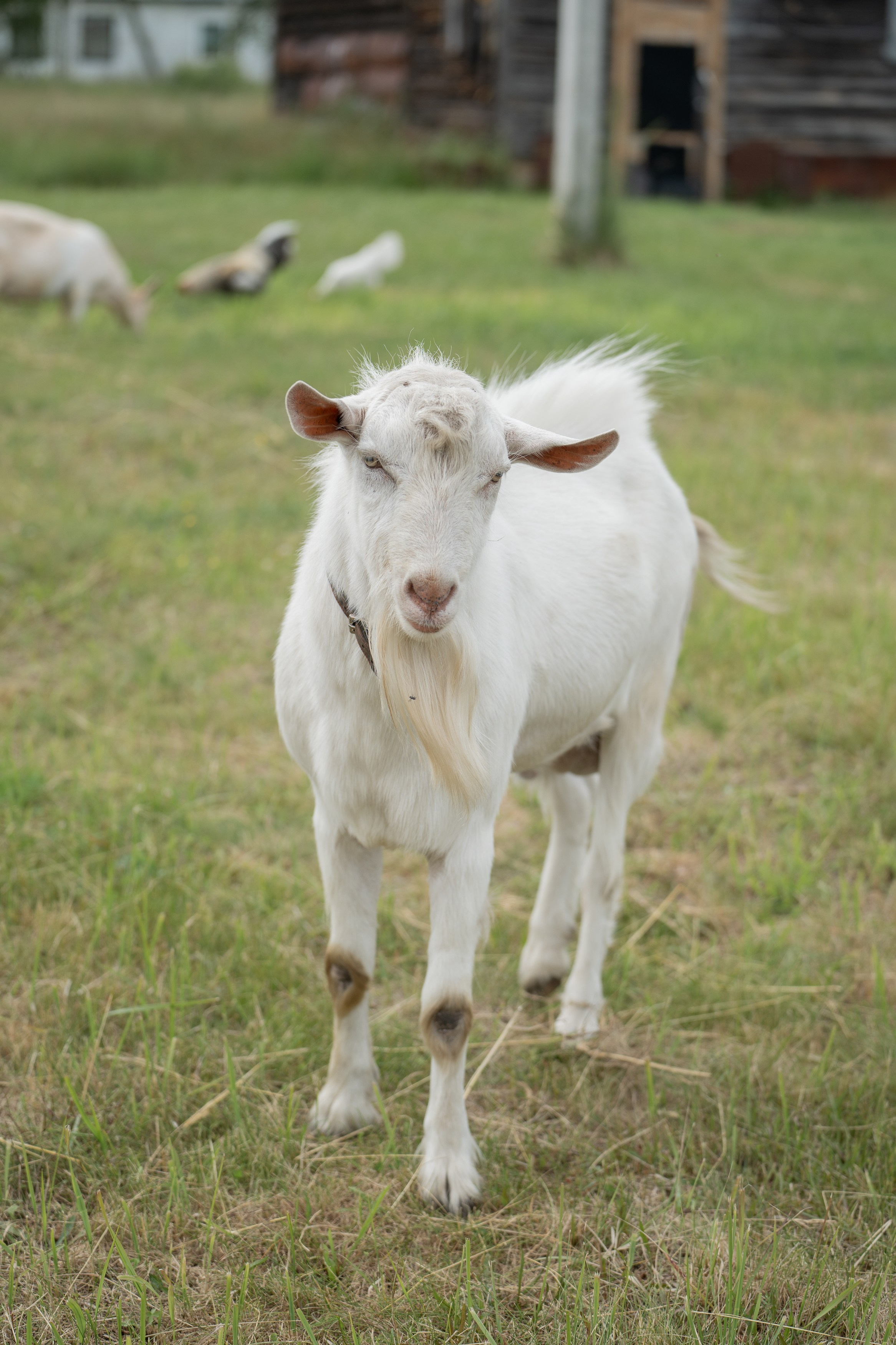 Анимализм. Портретный фотограф Олеся Владимирова в Москве