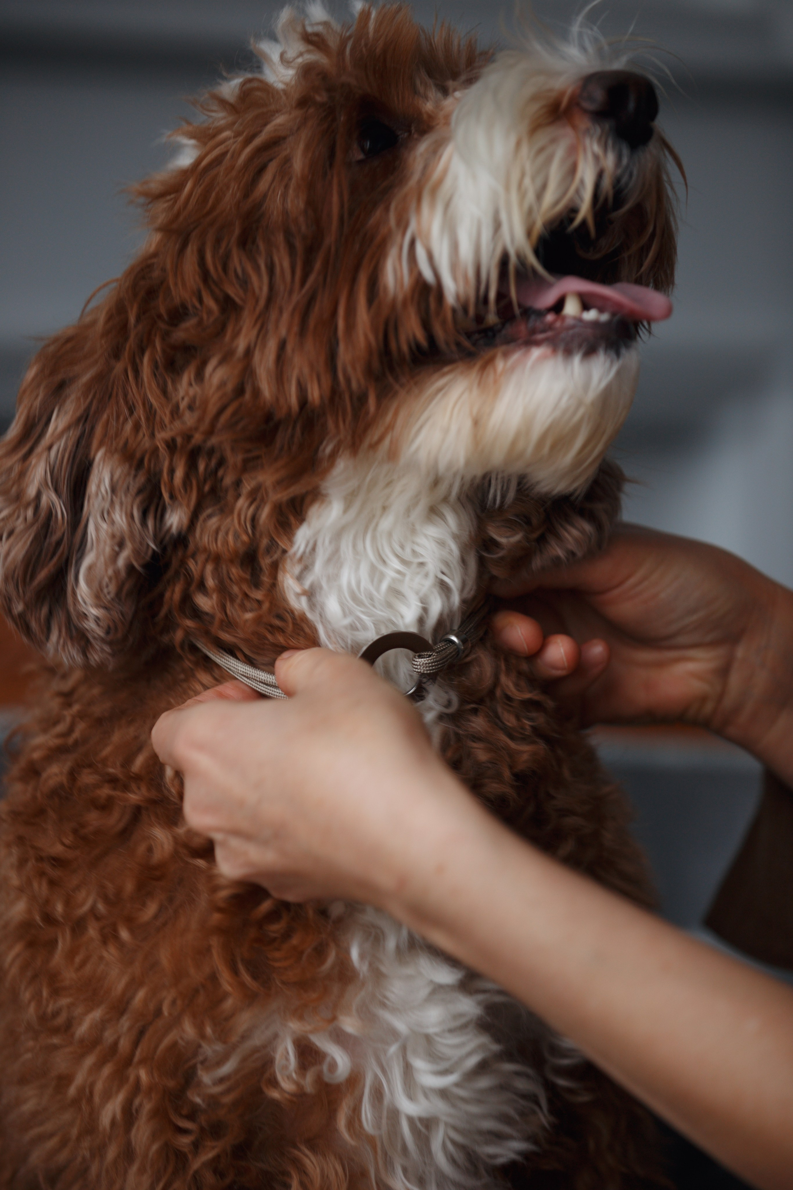Bmbh лежанки и адресники. Фотограф анималист Кристина Карпова, Москва