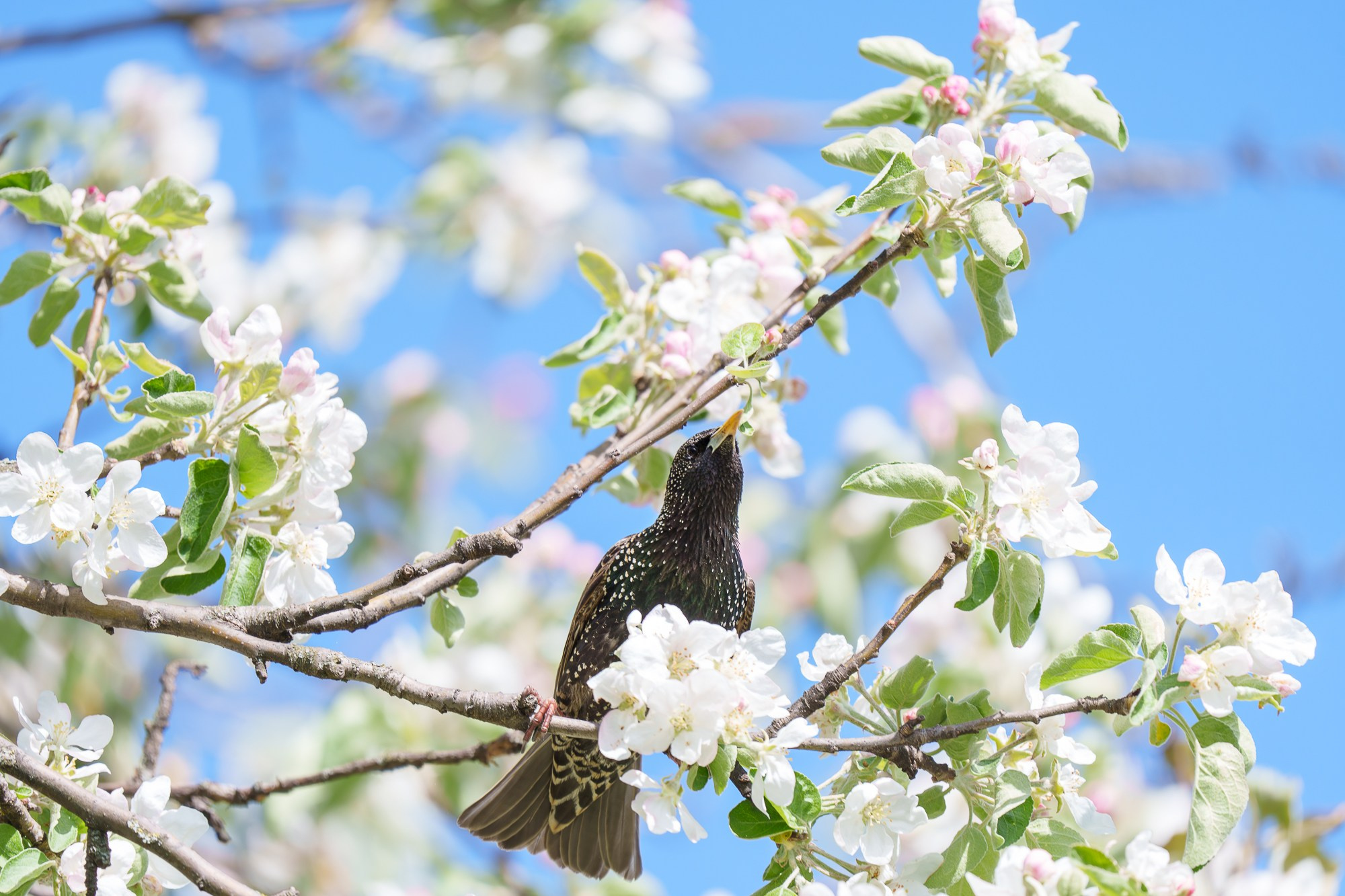 Удивительные мир птиц. Вокруг нас столько прекрасного — присмотритесь!. Ваш личный фотограф Марина Волкова