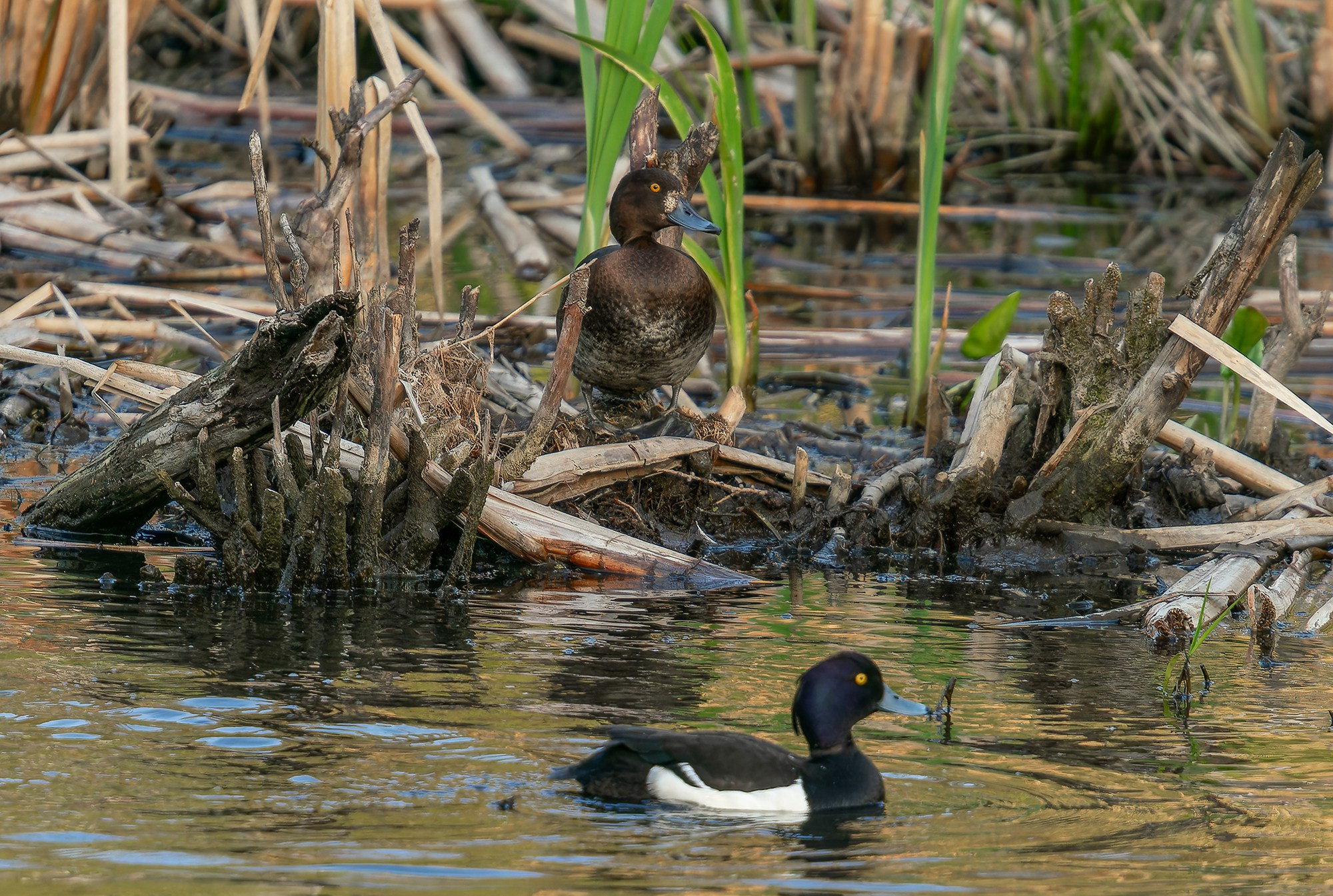 Удивительные мир птиц. Вокруг нас столько прекрасного — присмотритесь!. Ваш личный фотограф Марина Волкова