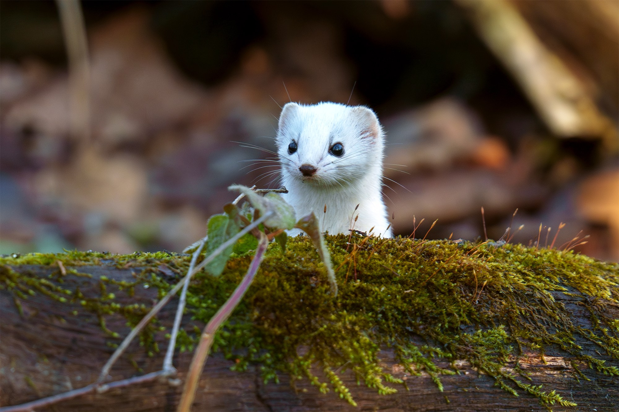 Животные. Ваш личный фотограф Марина Волкова
