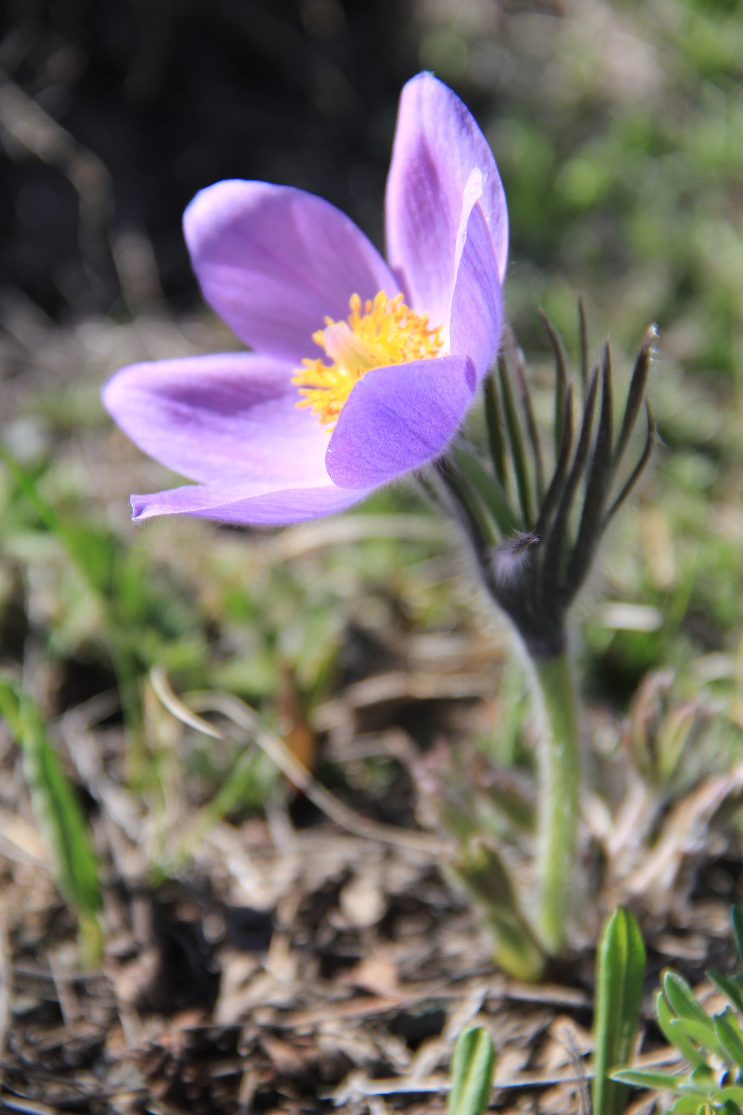 Весна. Ваш фотограф Северск | Томск