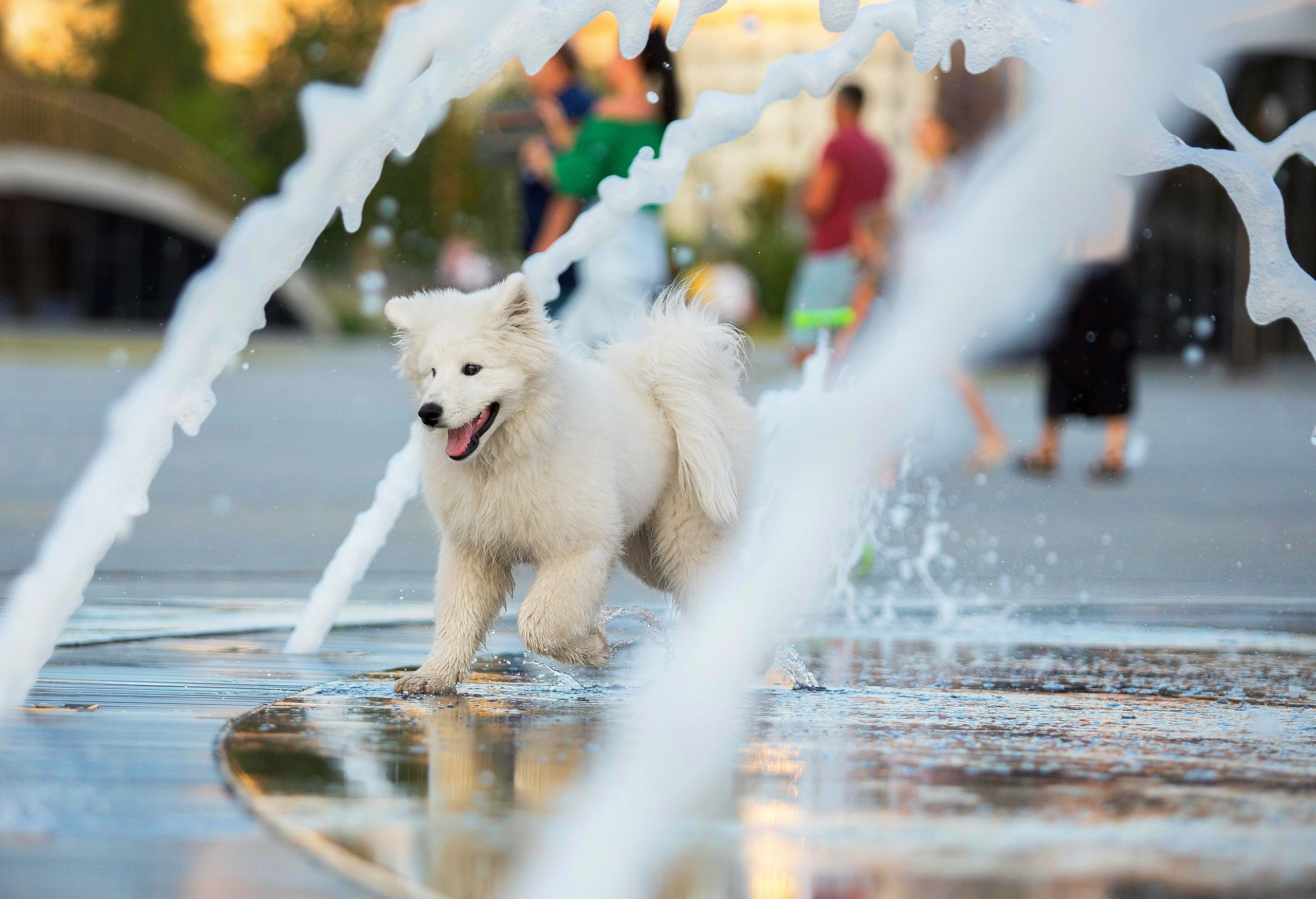 Анастасия, Евгений и самоед Ройс. Https://moshkovaphoto.ru/