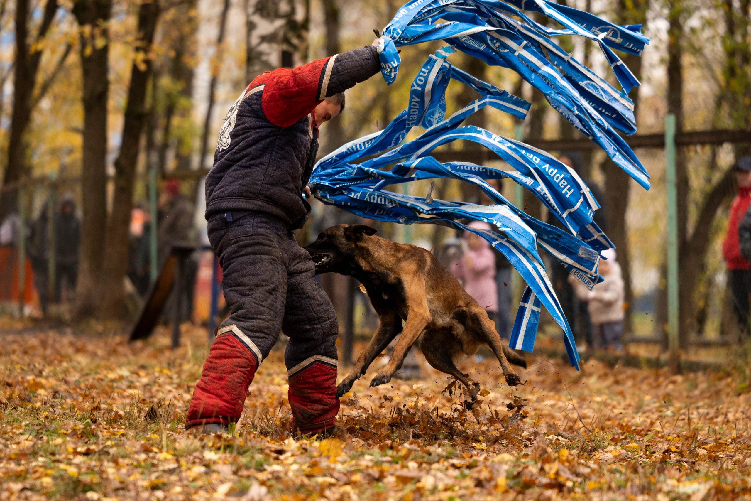 Соревнования по Мондьорингу г. Вологда. Фотограф-анималист Анна Маринич