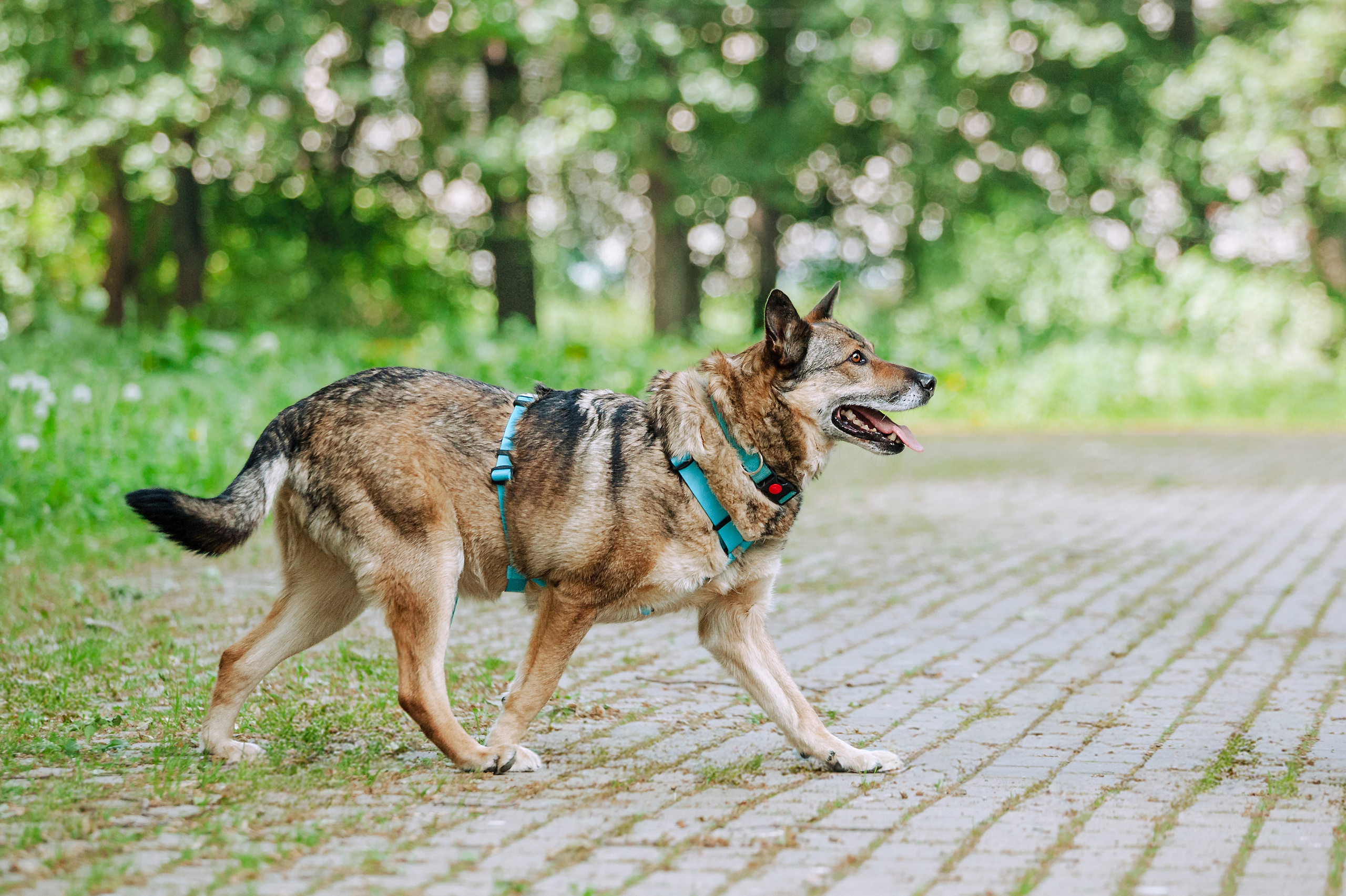 Собаки из приюта Дубовая роща лето 2025. Фотограф-анималист Татьяна Степанова
