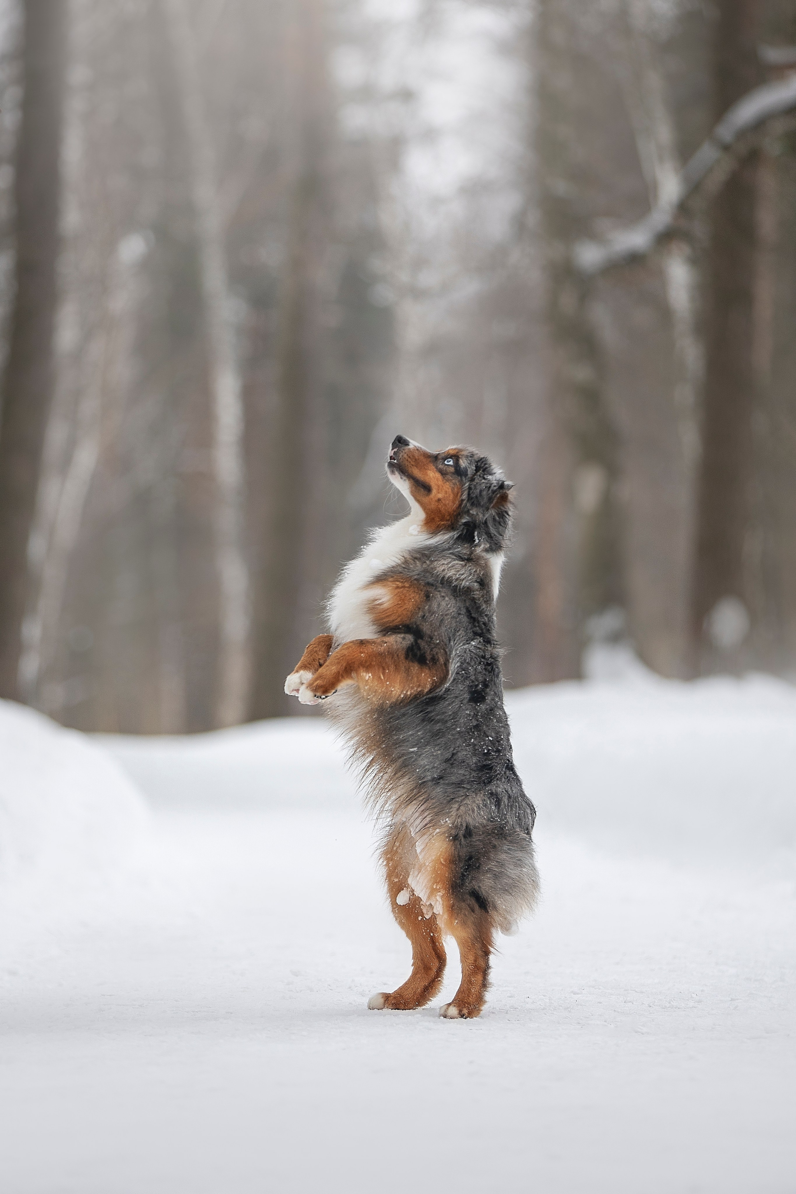 Дария, Макс, Сезам и Чили. Фотограф анималист в Москве Майорова Евгения