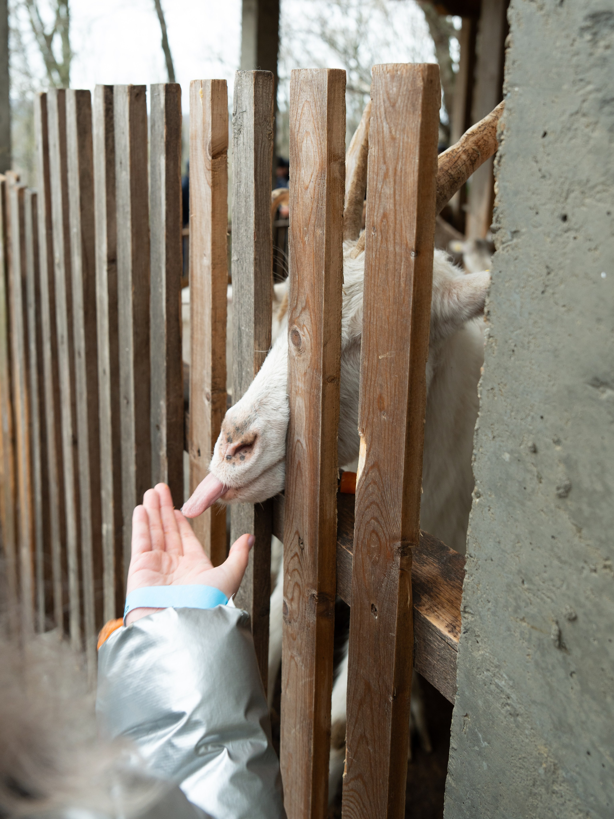 MICE мероприятие на ферме Экзархо. Репортажный фотограф в Красной Поляне и Сочи Павлюченко Екатерина