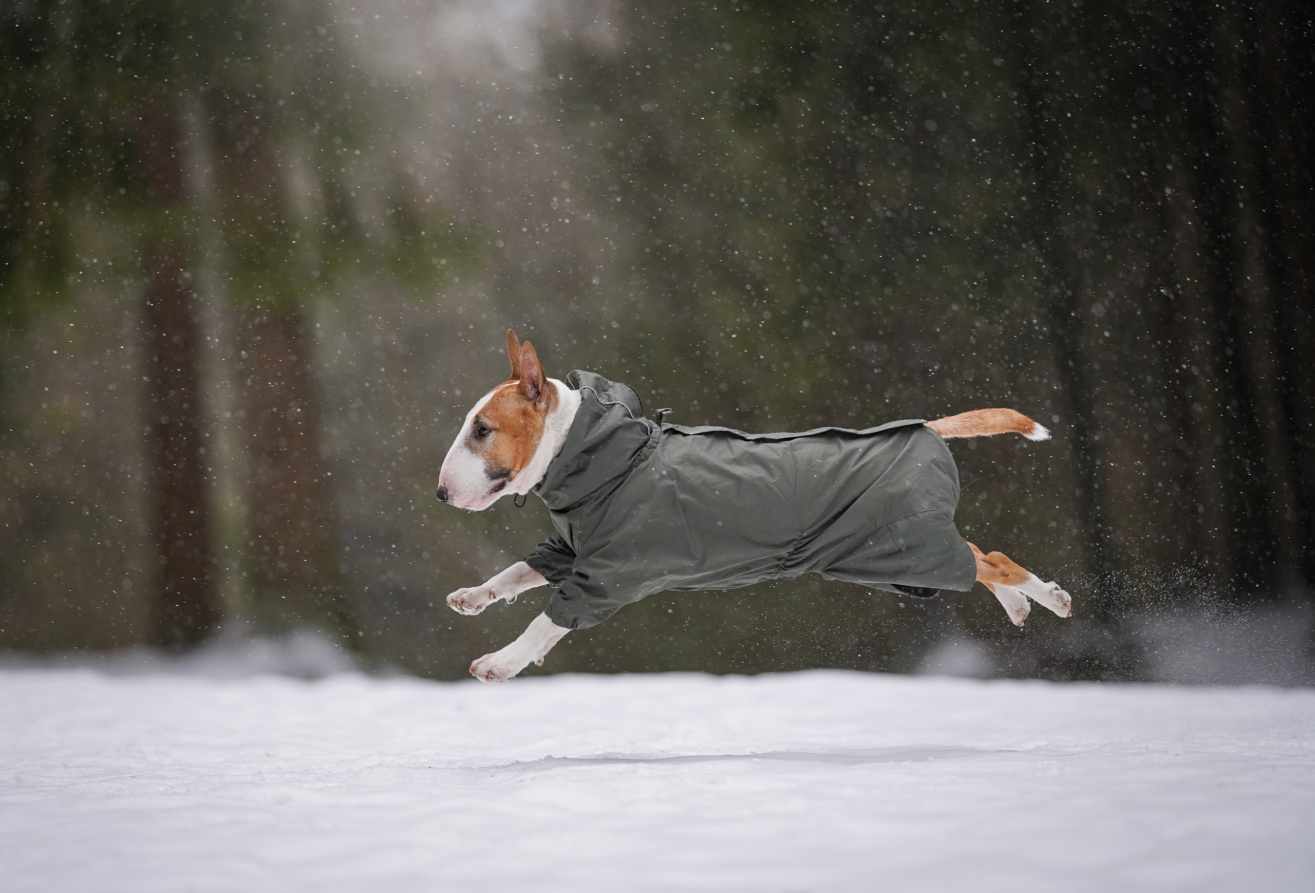 Юни и Панда. Фотограф-анималист в Санкт-Петербурге Яна Мартынова