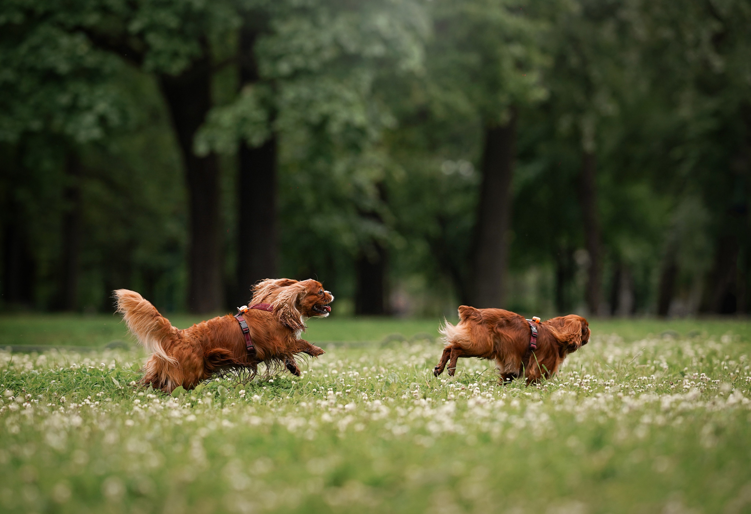Юля Володя Гарри и Верон. Фотограф-анималист в Санкт-Петербурге Яна Мартынова