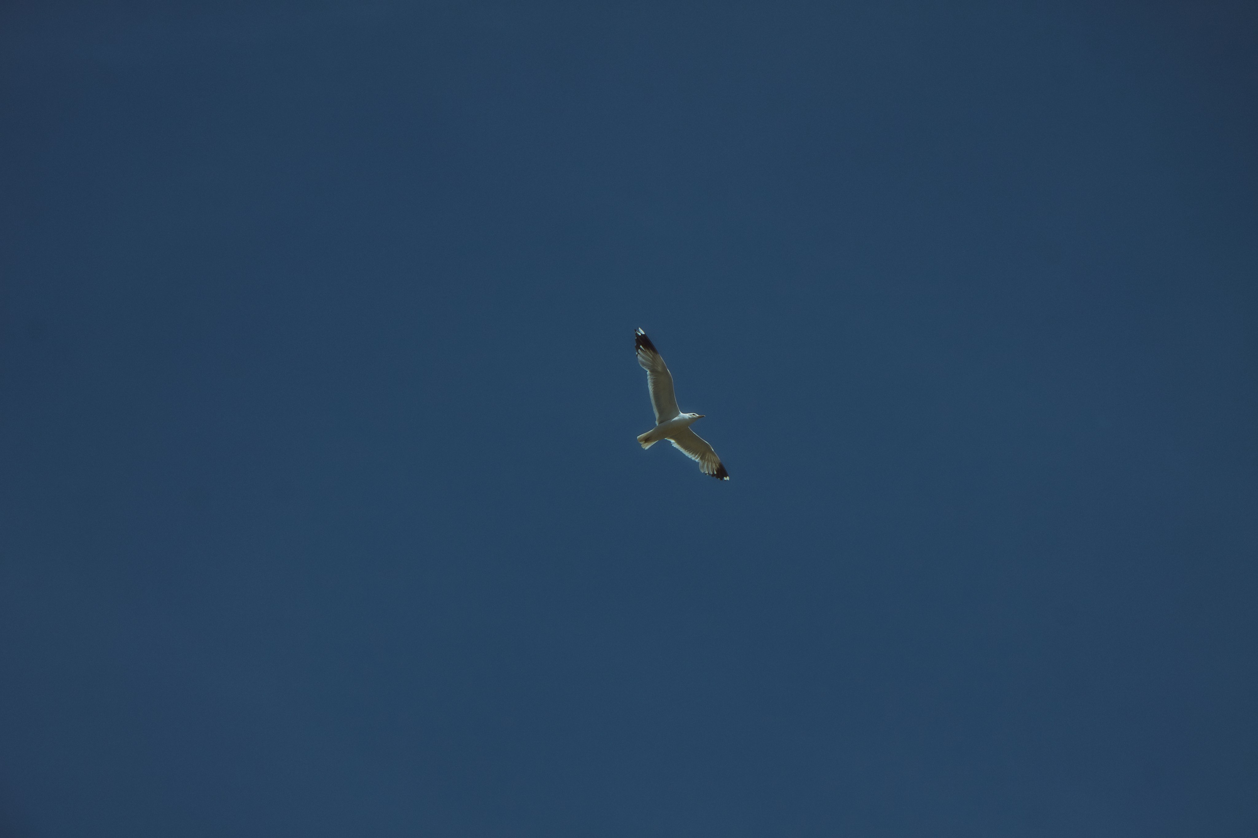 Последний звонок. Фотограф Елизавета Маслова. Москва. Art, Fashion