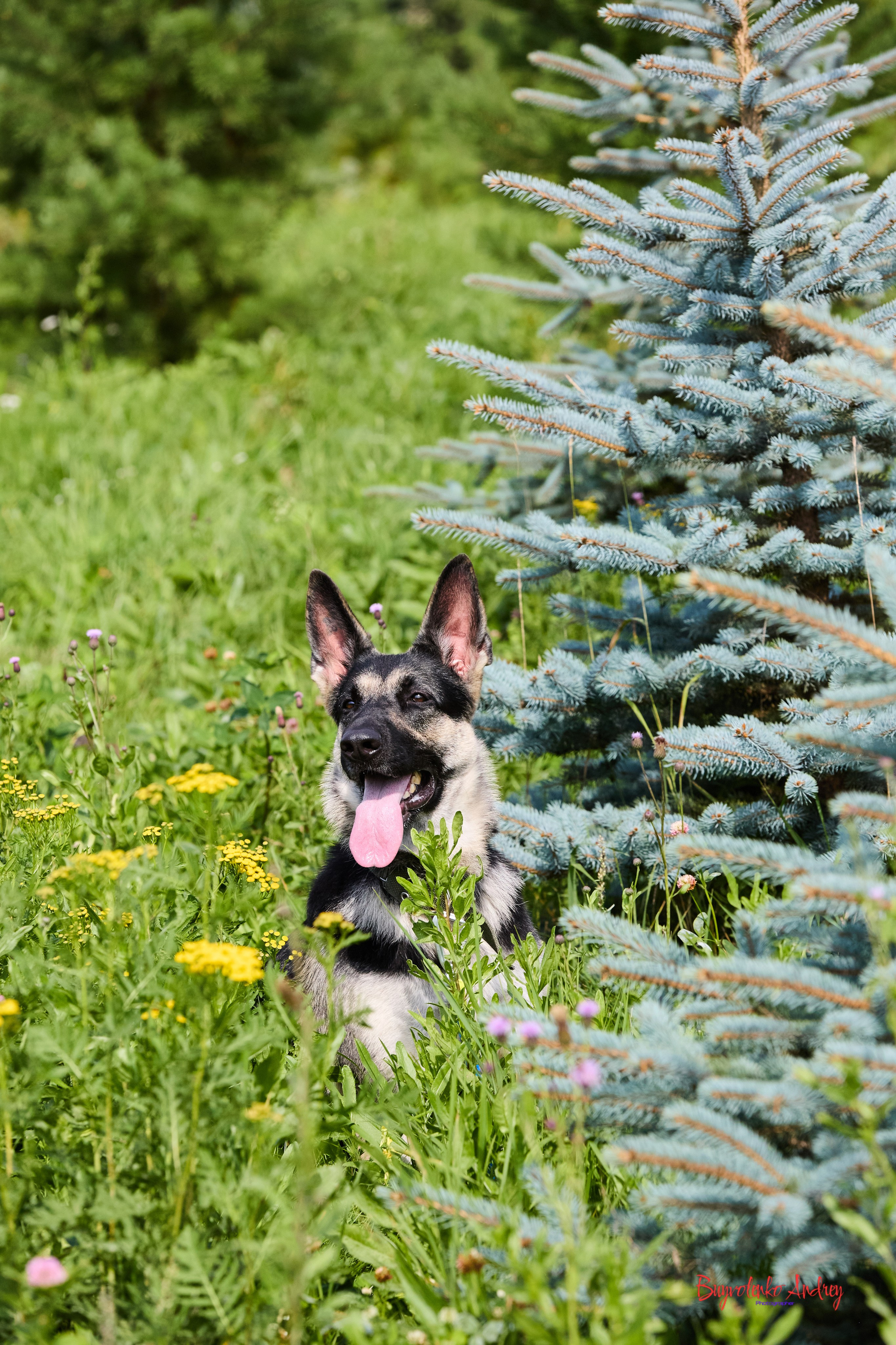 Проект фотопрогулка с хвостиком. Buyvolenko Andrey