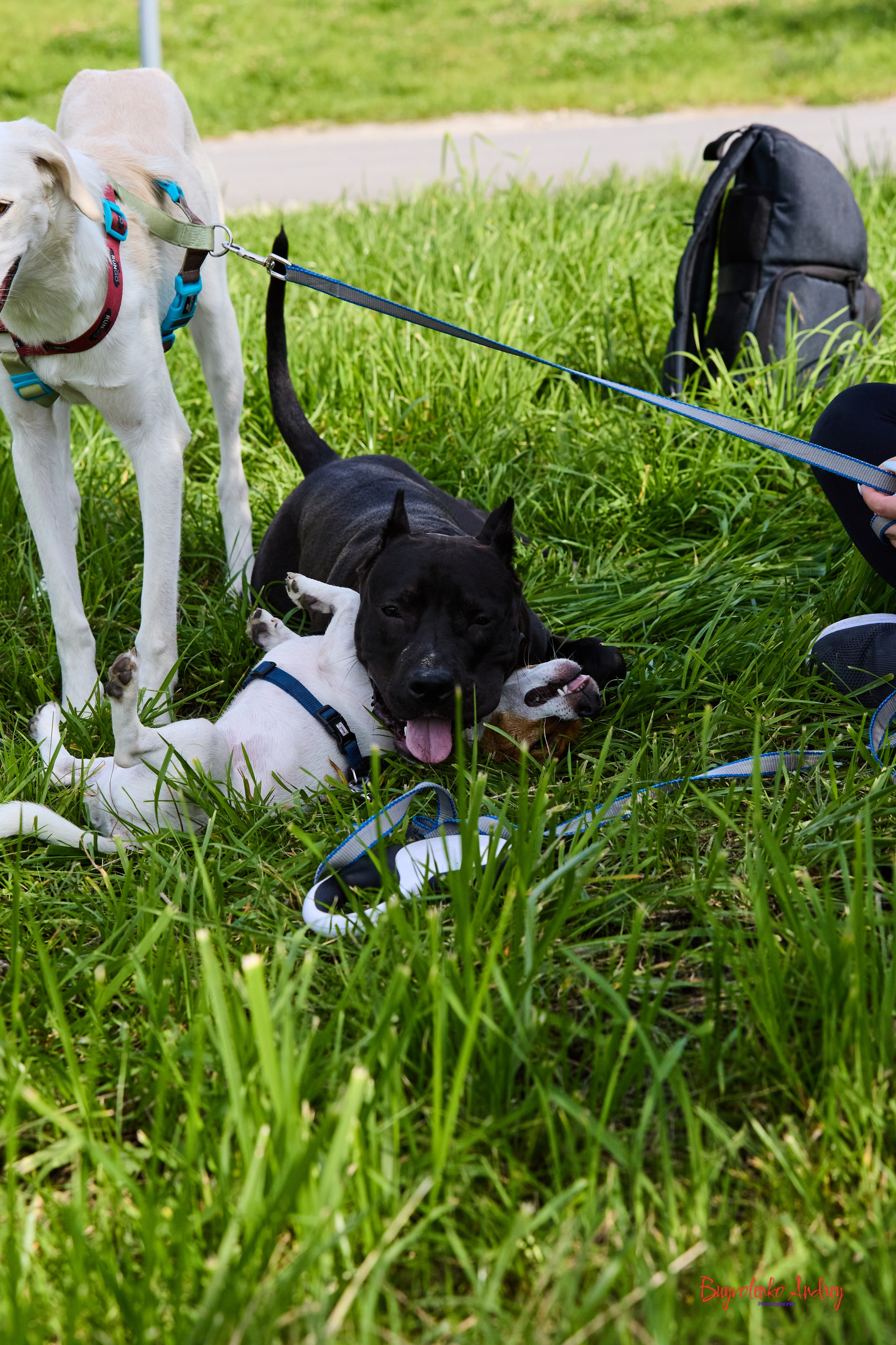 Проект фотопрогулка с хвостиком. Buyvolenko Andrey