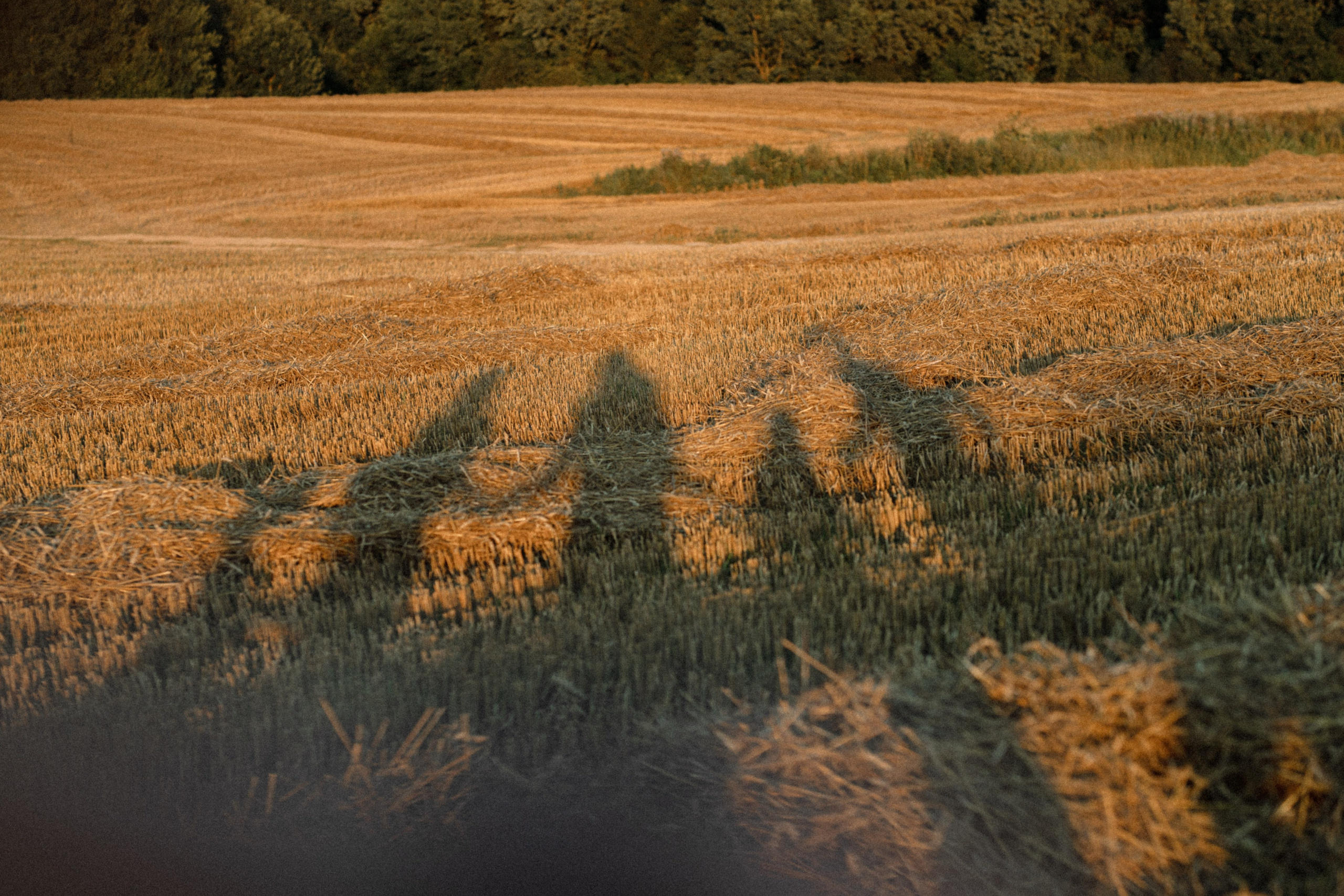 ТРИО. Cheta Kovalevsky фотографы