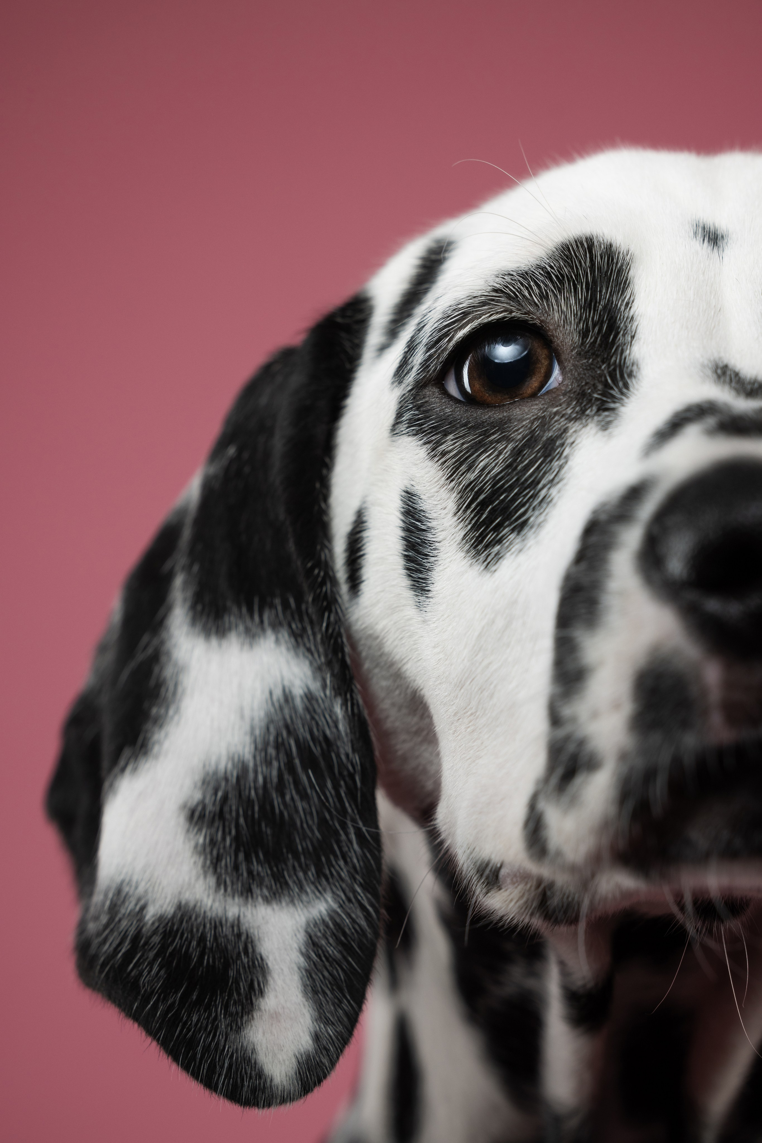 Далматин Одри. Фотограф анималист Осипчикова Мария