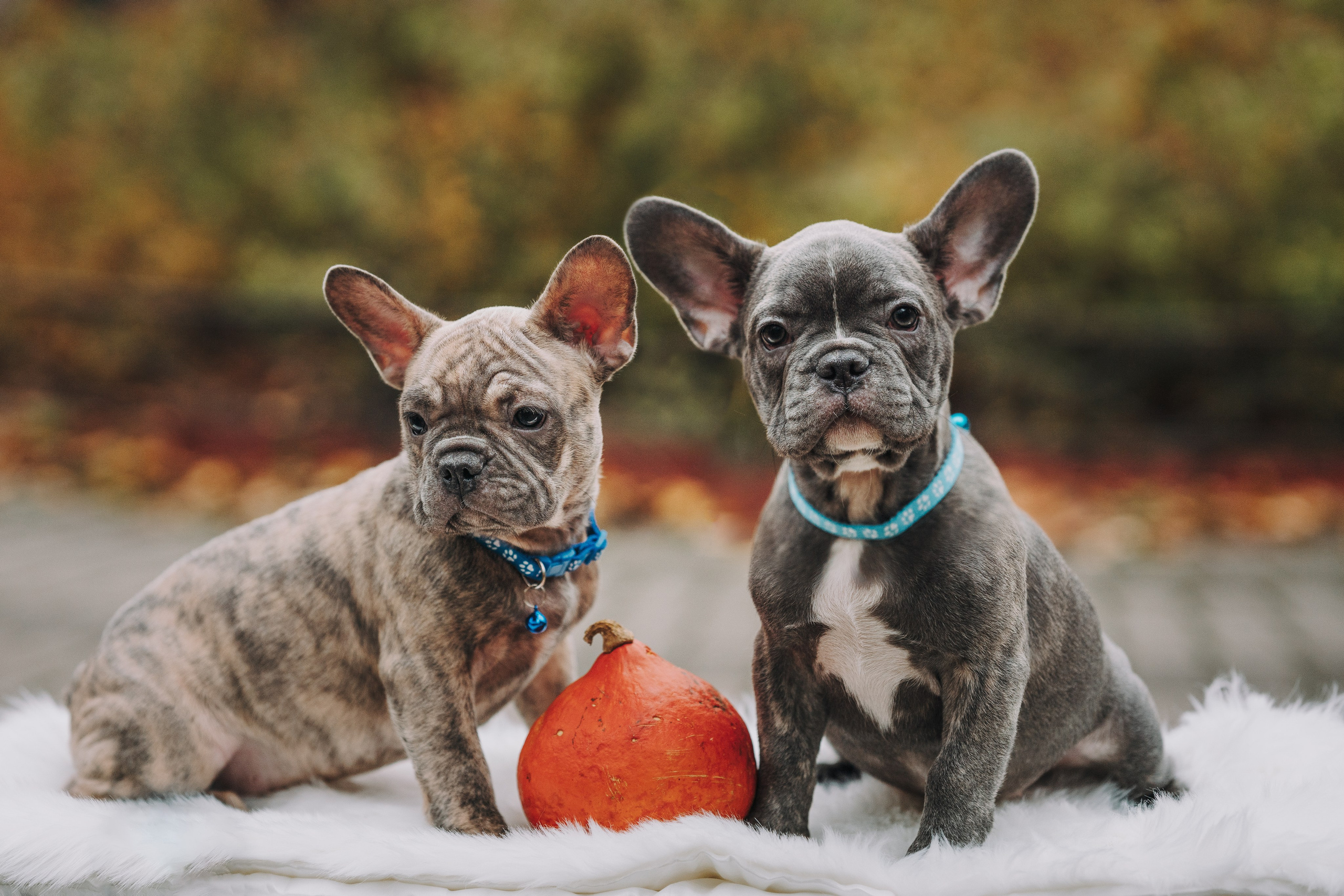 Французские бульдоги. Фотограф анималист Осипчикова Мария