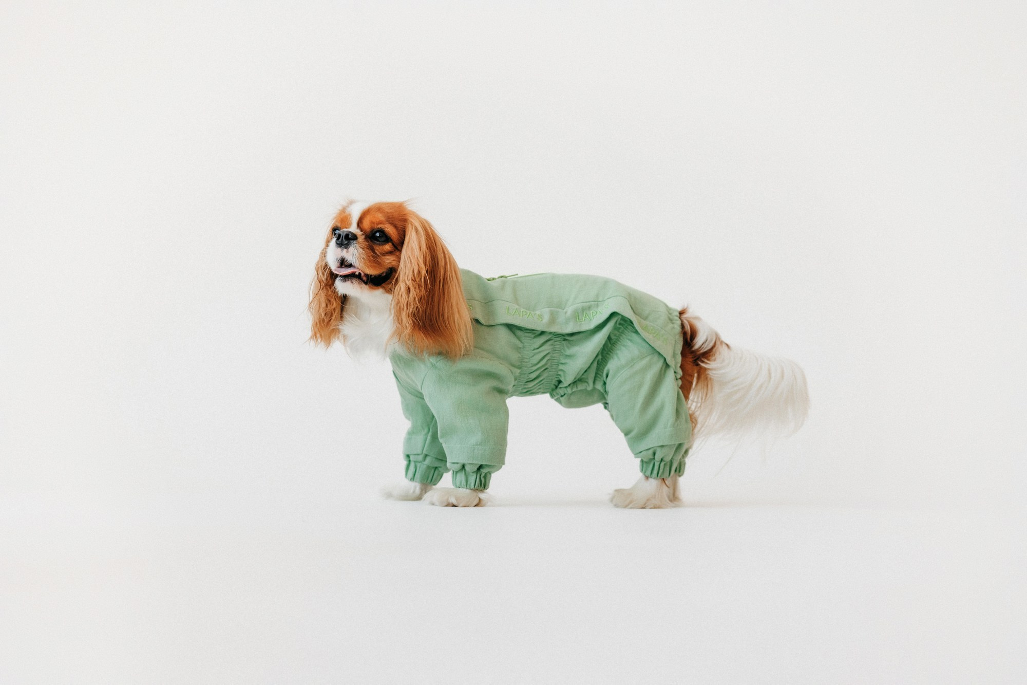 Одежда Lapa`s brand. Фотограф-анималист Елена Радченко, Москва