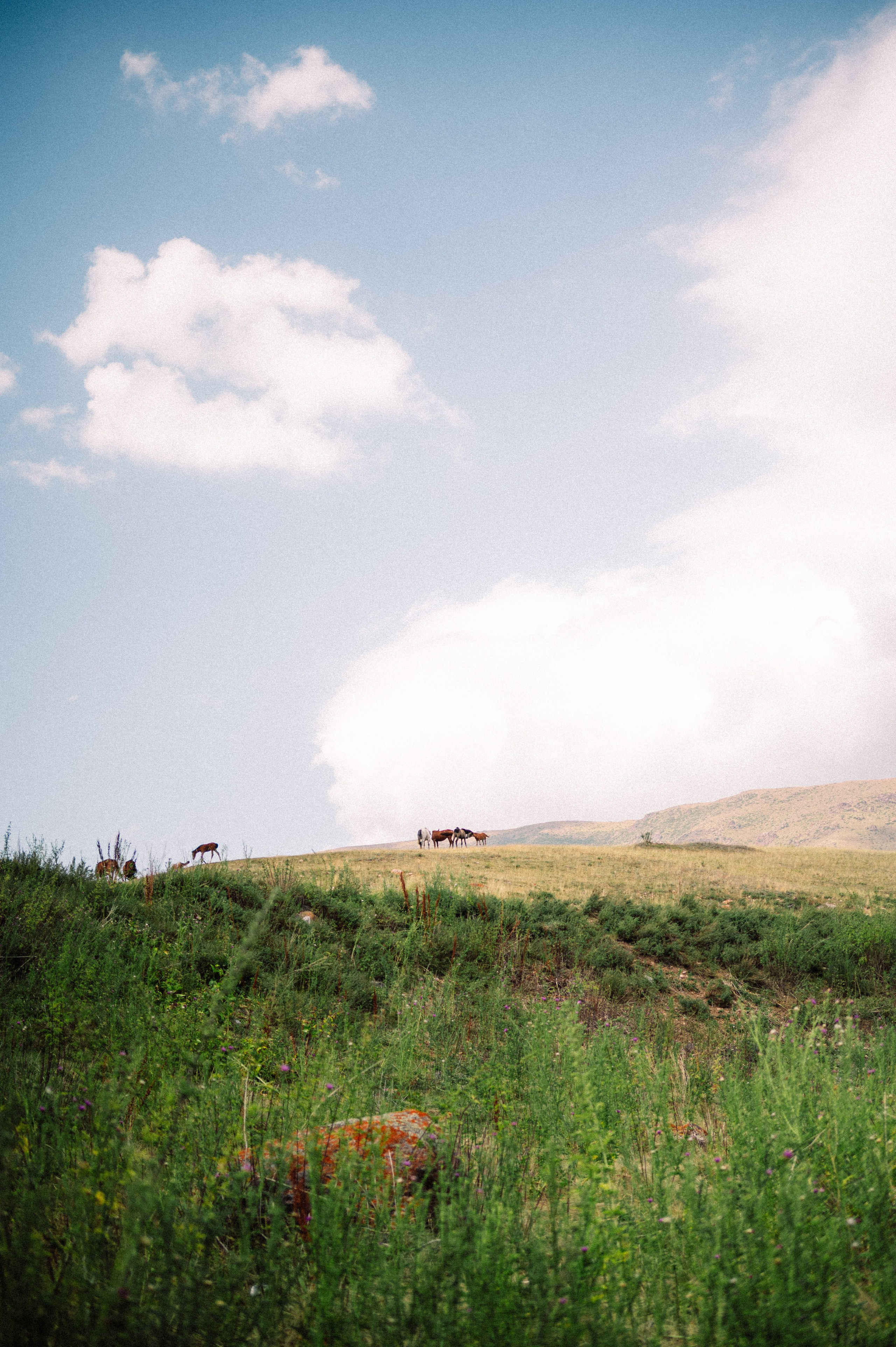 Плато Ассы: июль 2025. Фотограф в Алматы — Дарья Фёдорова