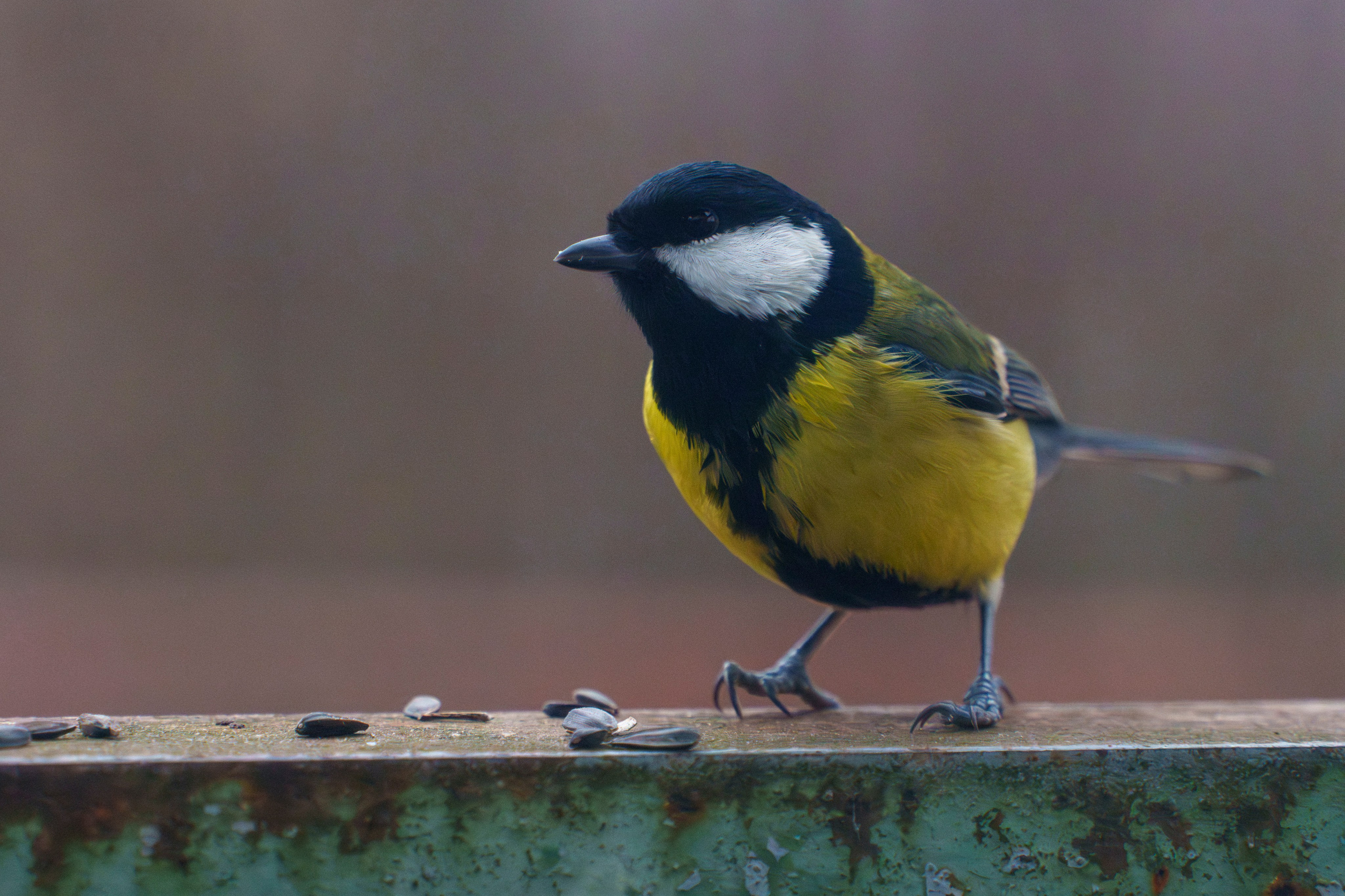 Animals — Животные