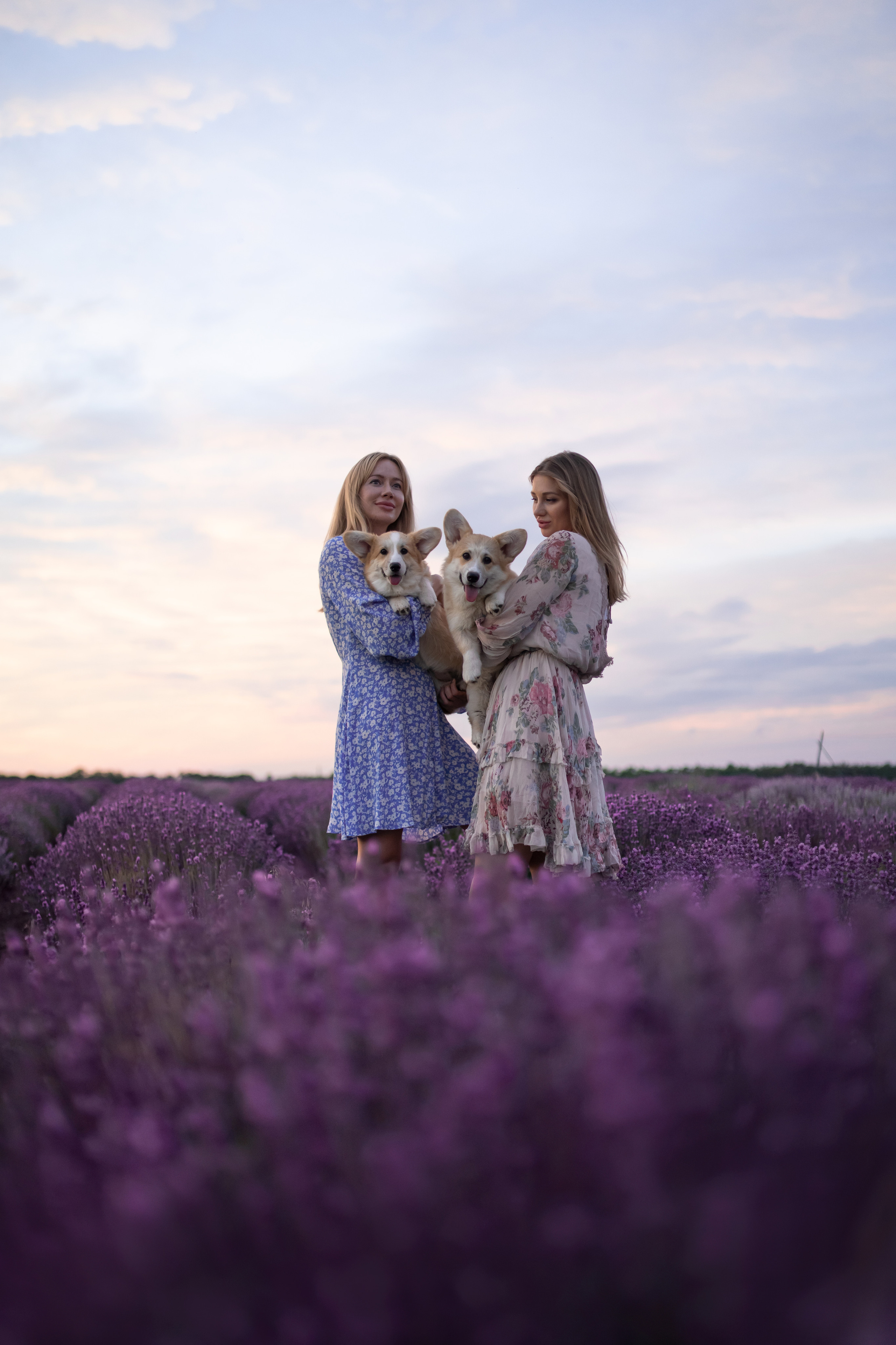 Коржики в лаванде. Фотограф анималист