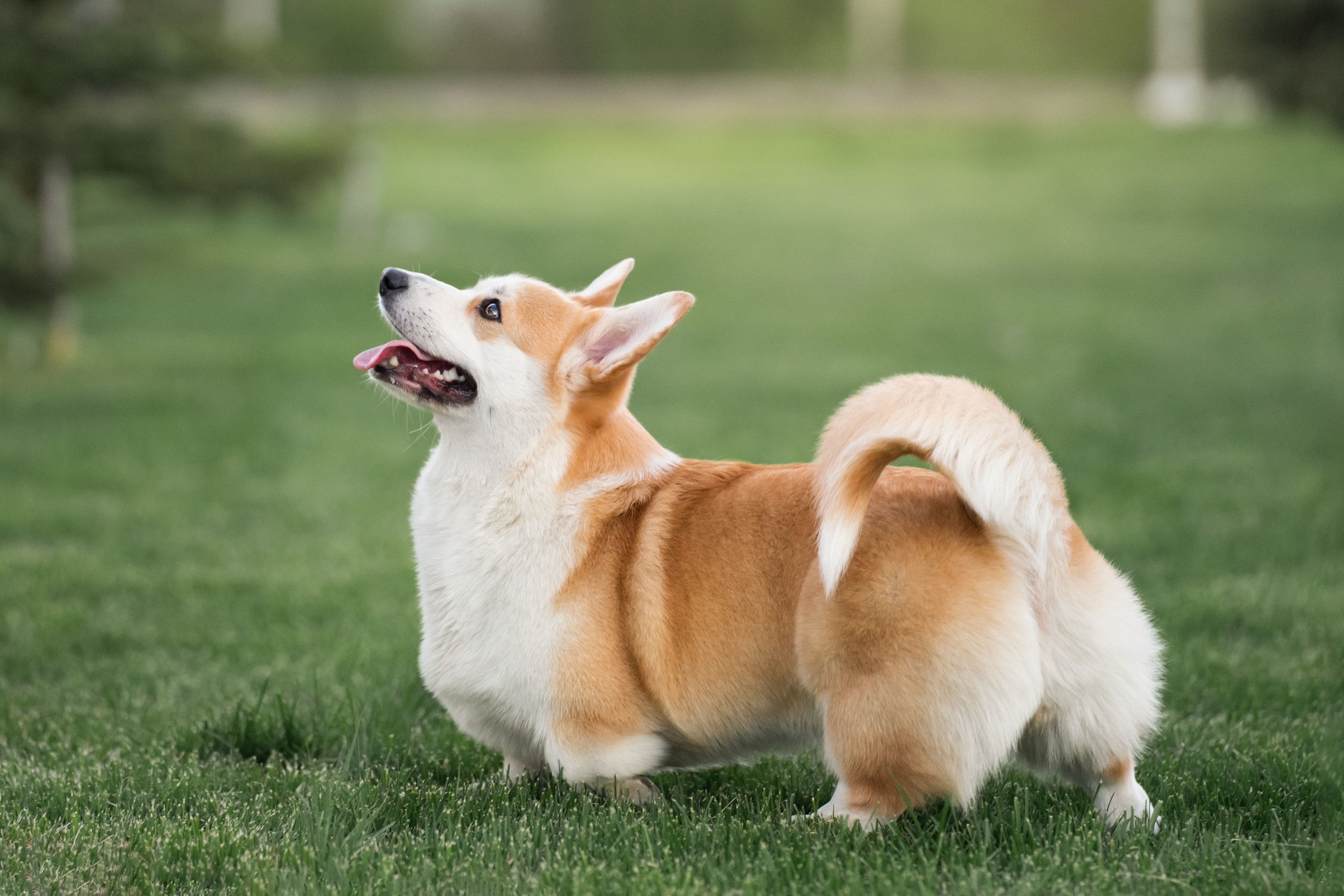 Ева. Фотограф анималист
