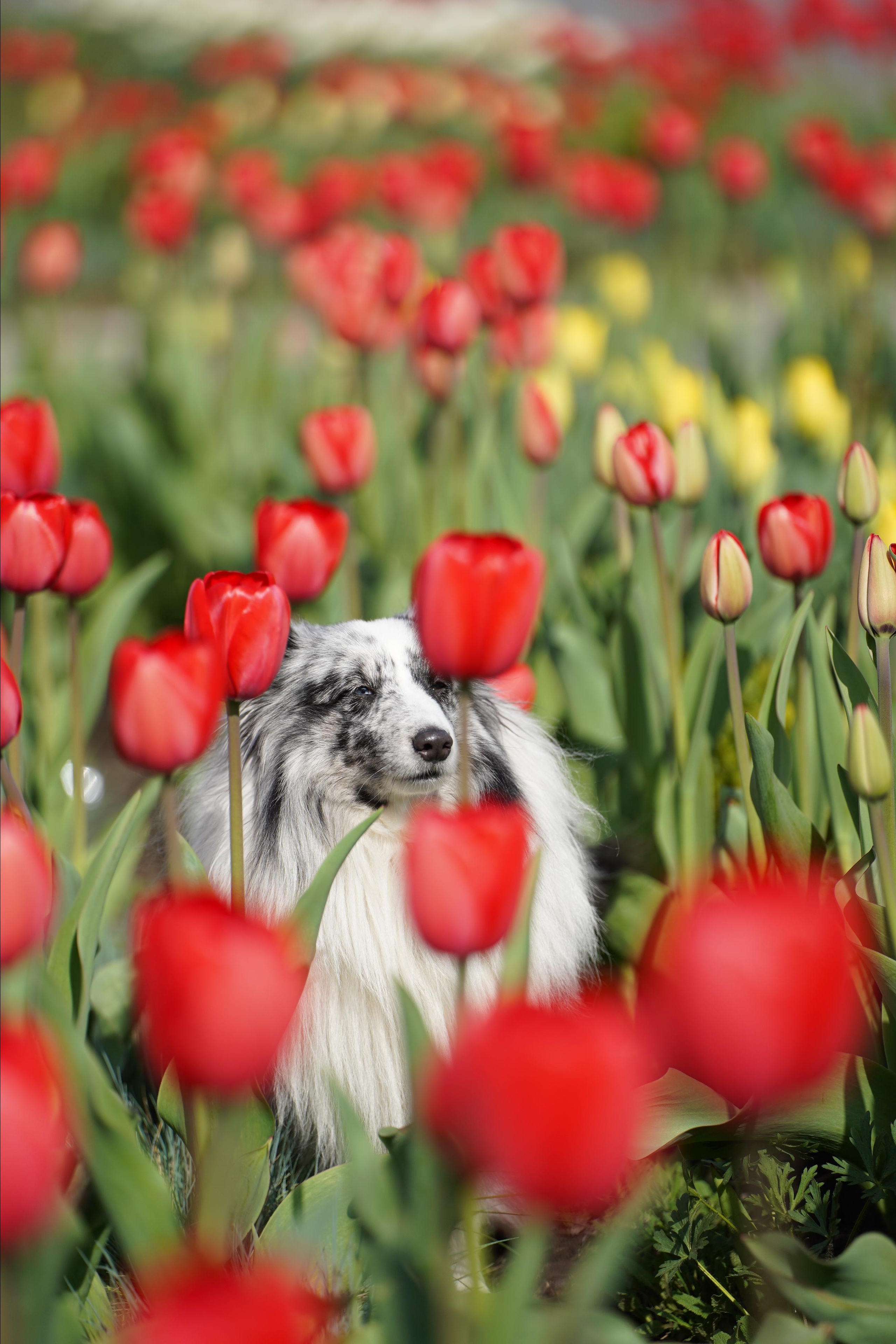 Форрест весна. Фотограф анималист