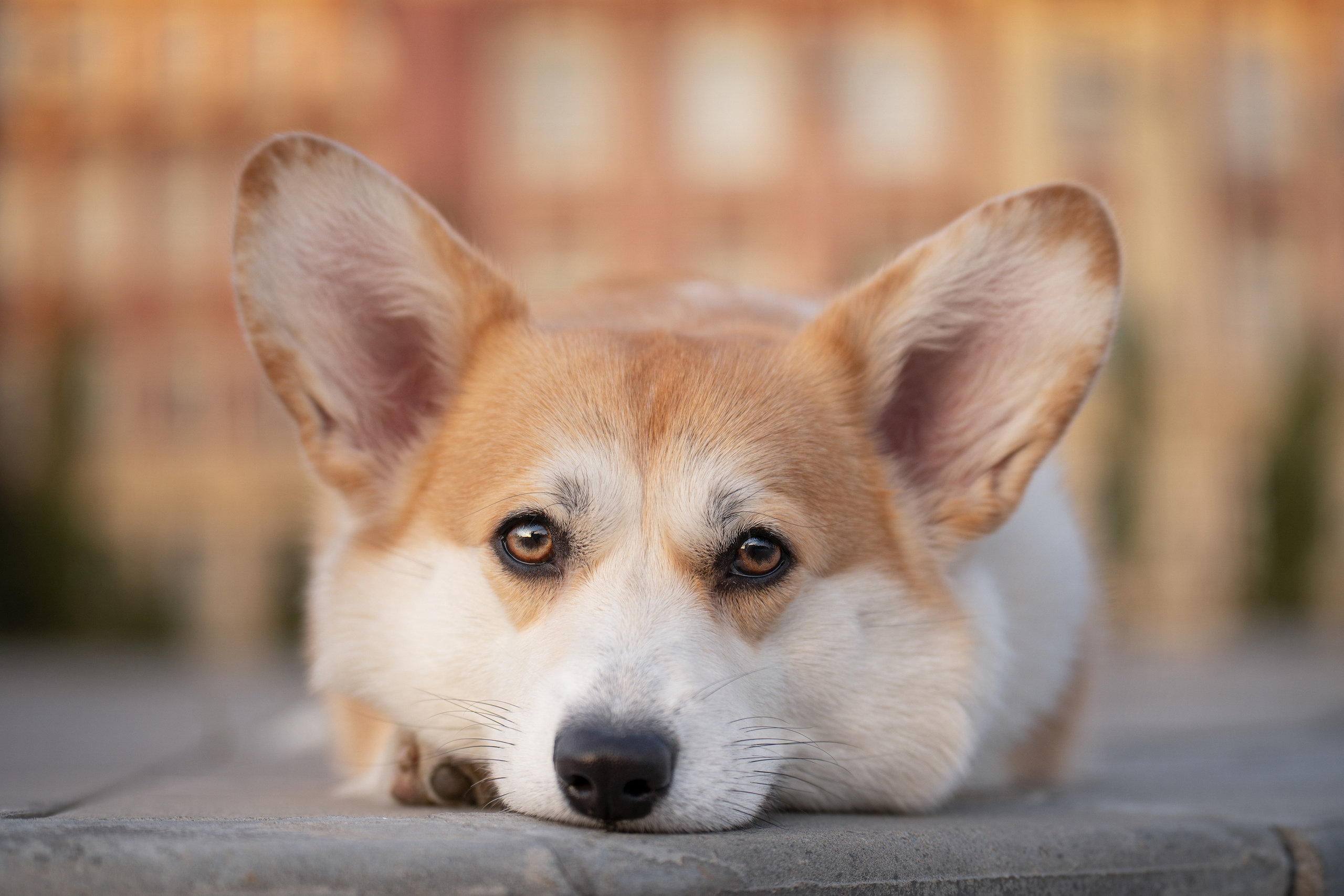Ева. Фотограф анималист