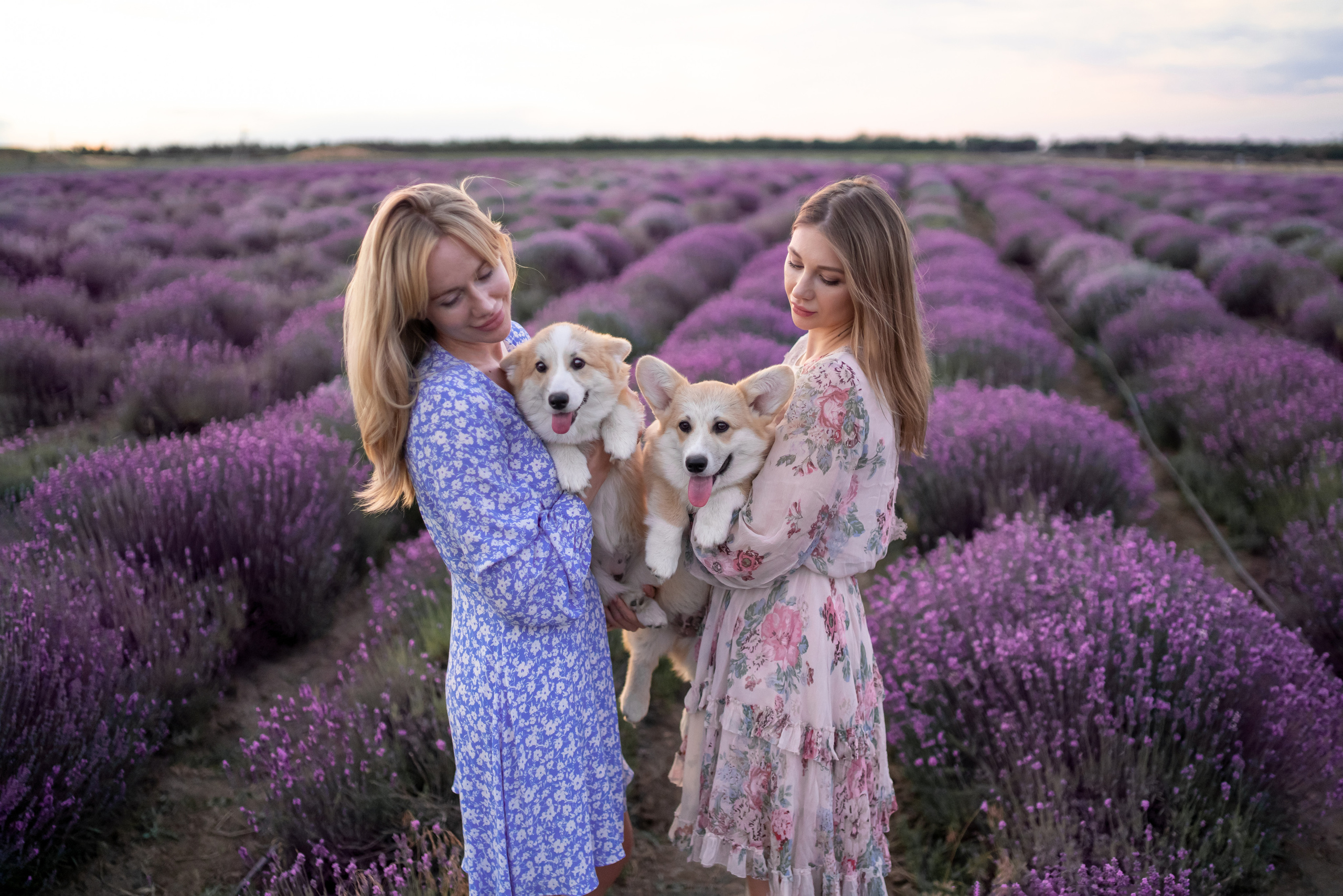 Коржики в лаванде. Фотограф анималист