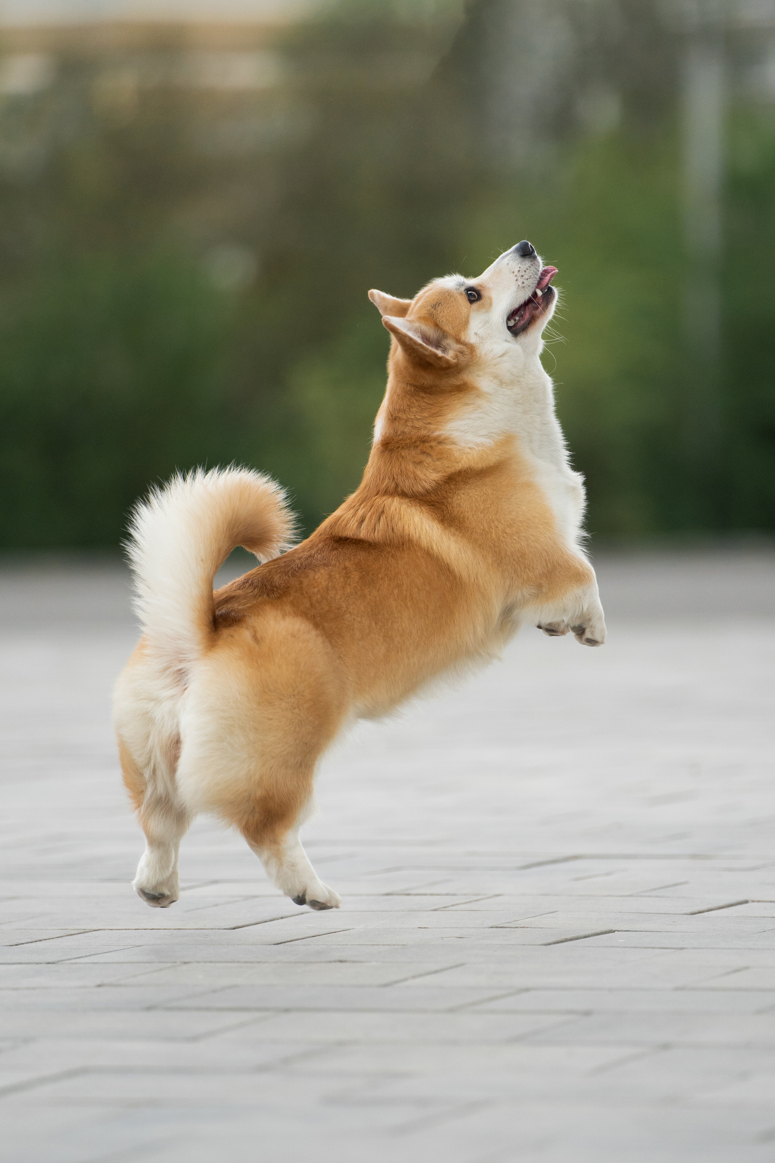 Ева. Фотограф анималист