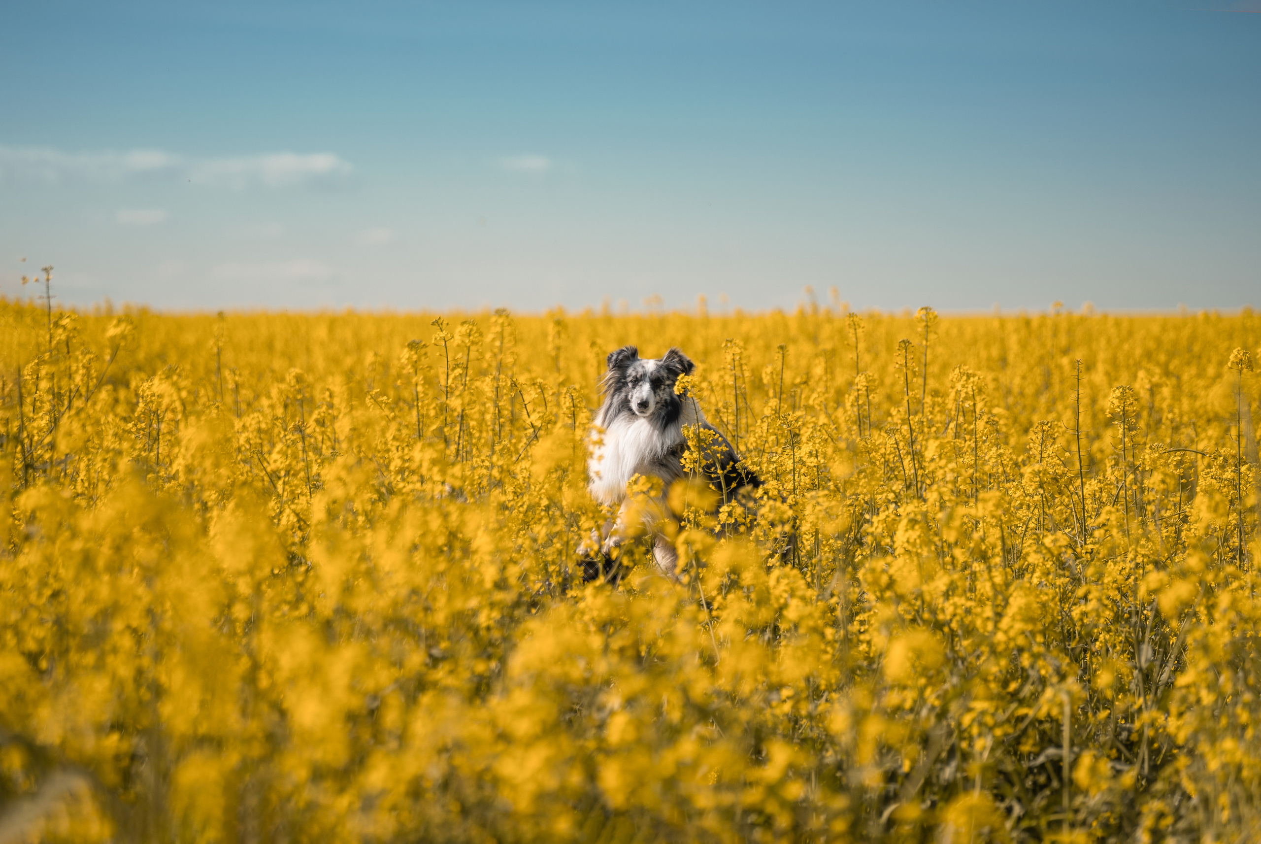 Форрест весна. Фотограф анималист