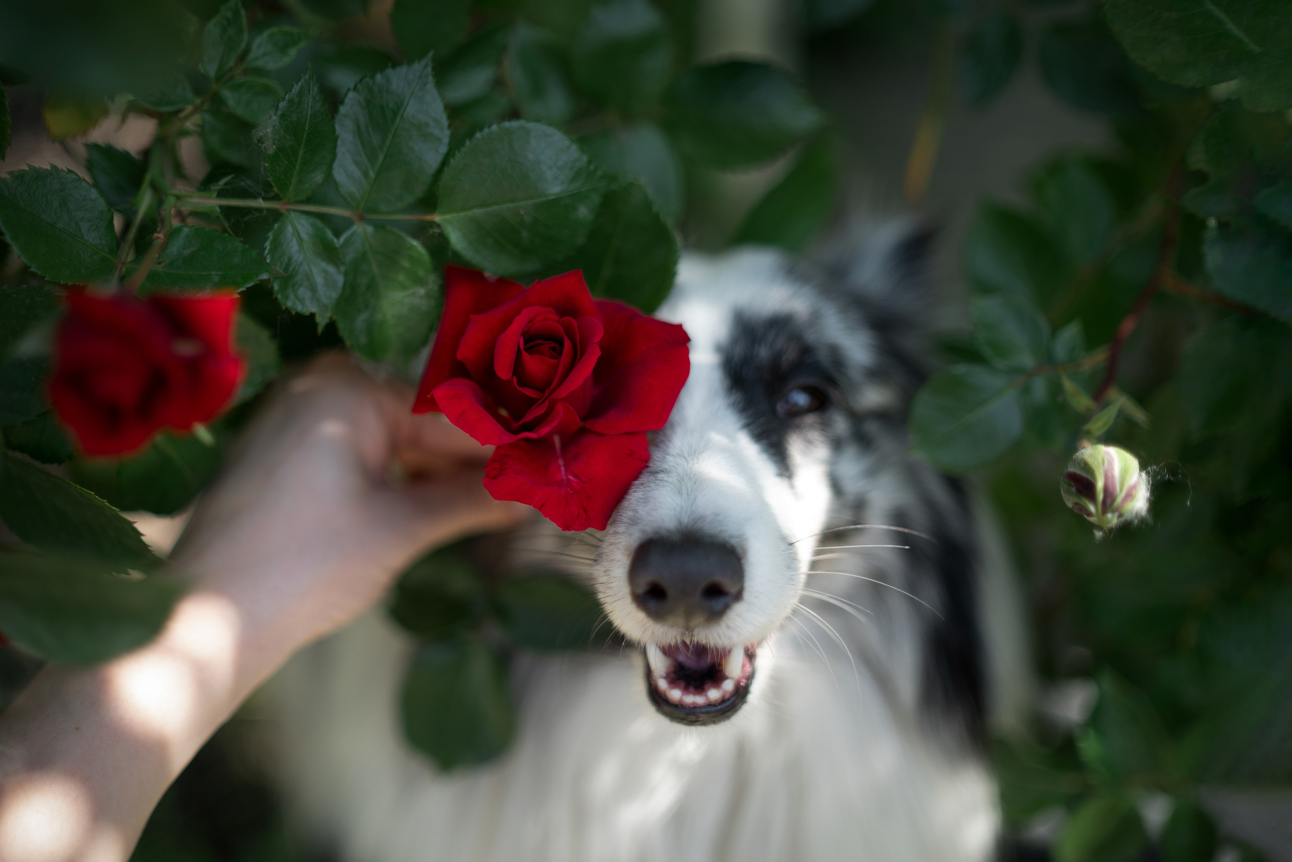Форрест весна. Фотограф анималист