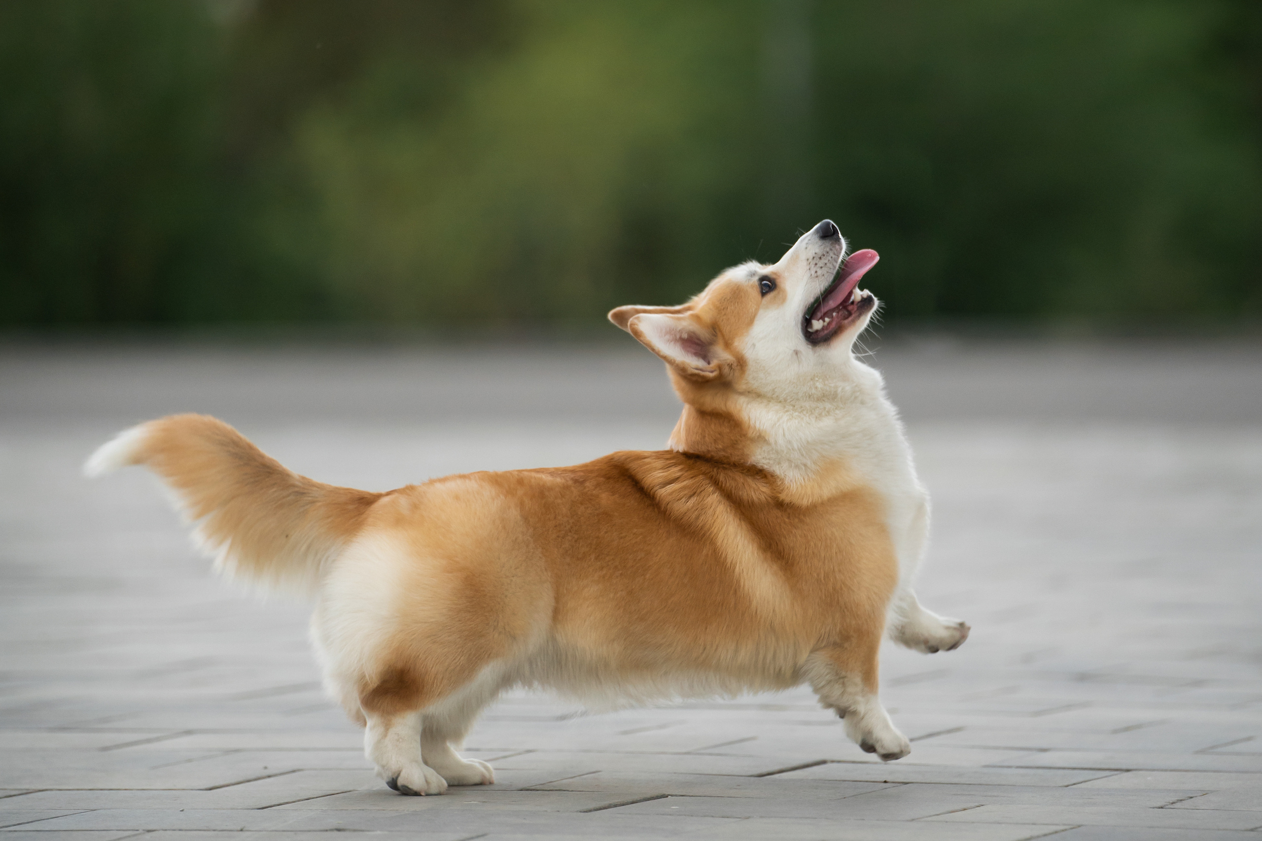 Ева. Фотограф анималист