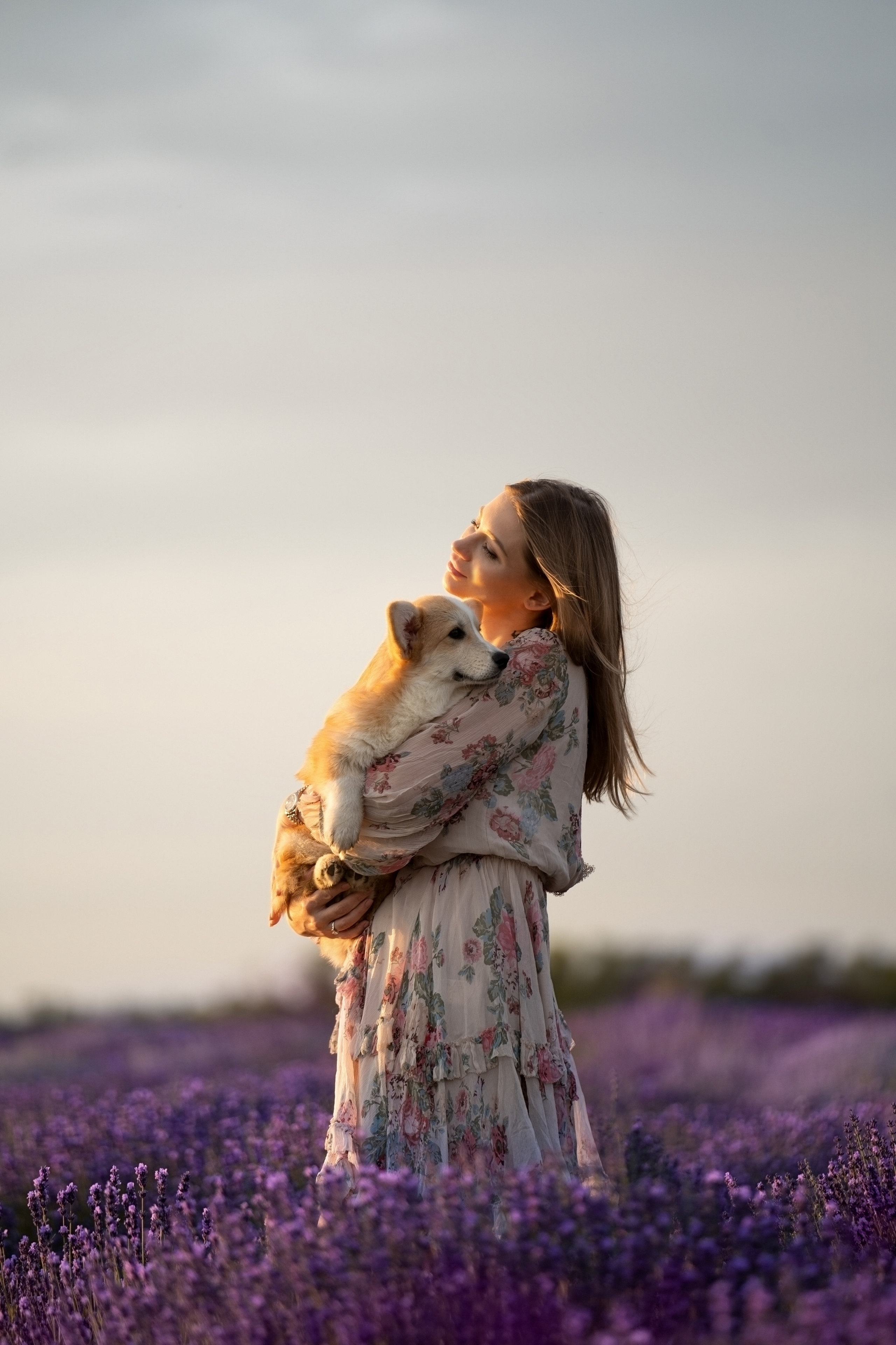 Коржики в лаванде. Фотограф анималист