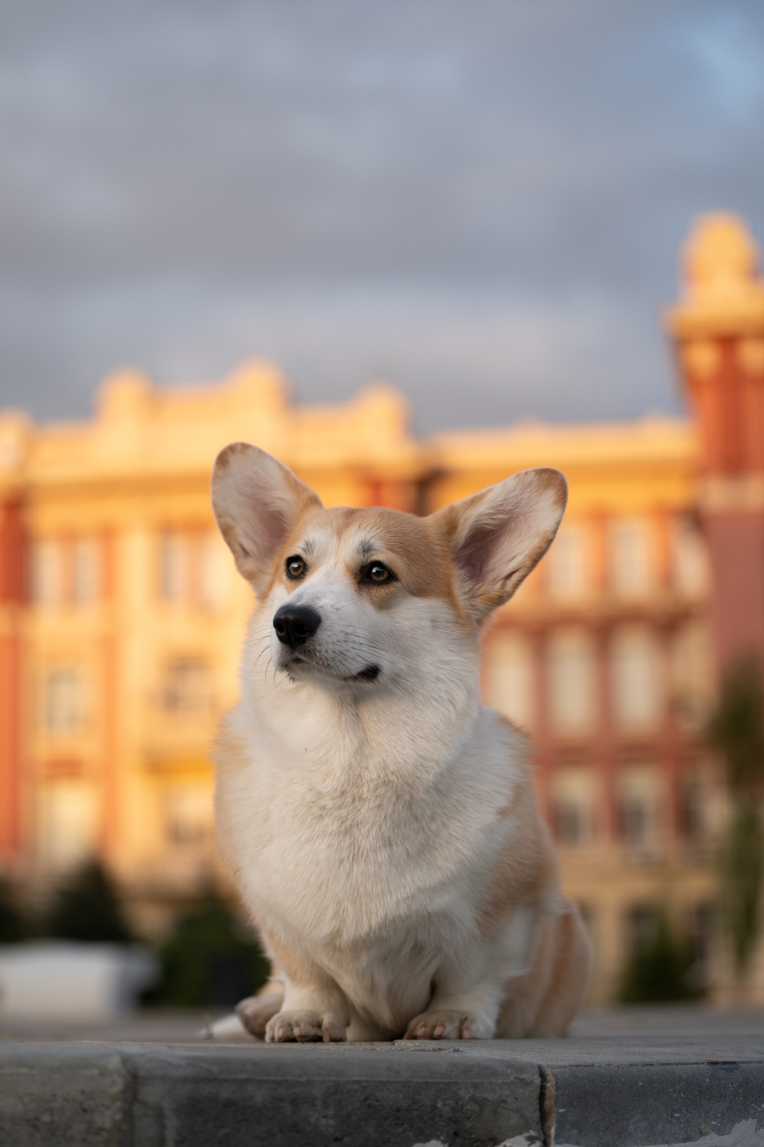 Ева. Фотограф анималист